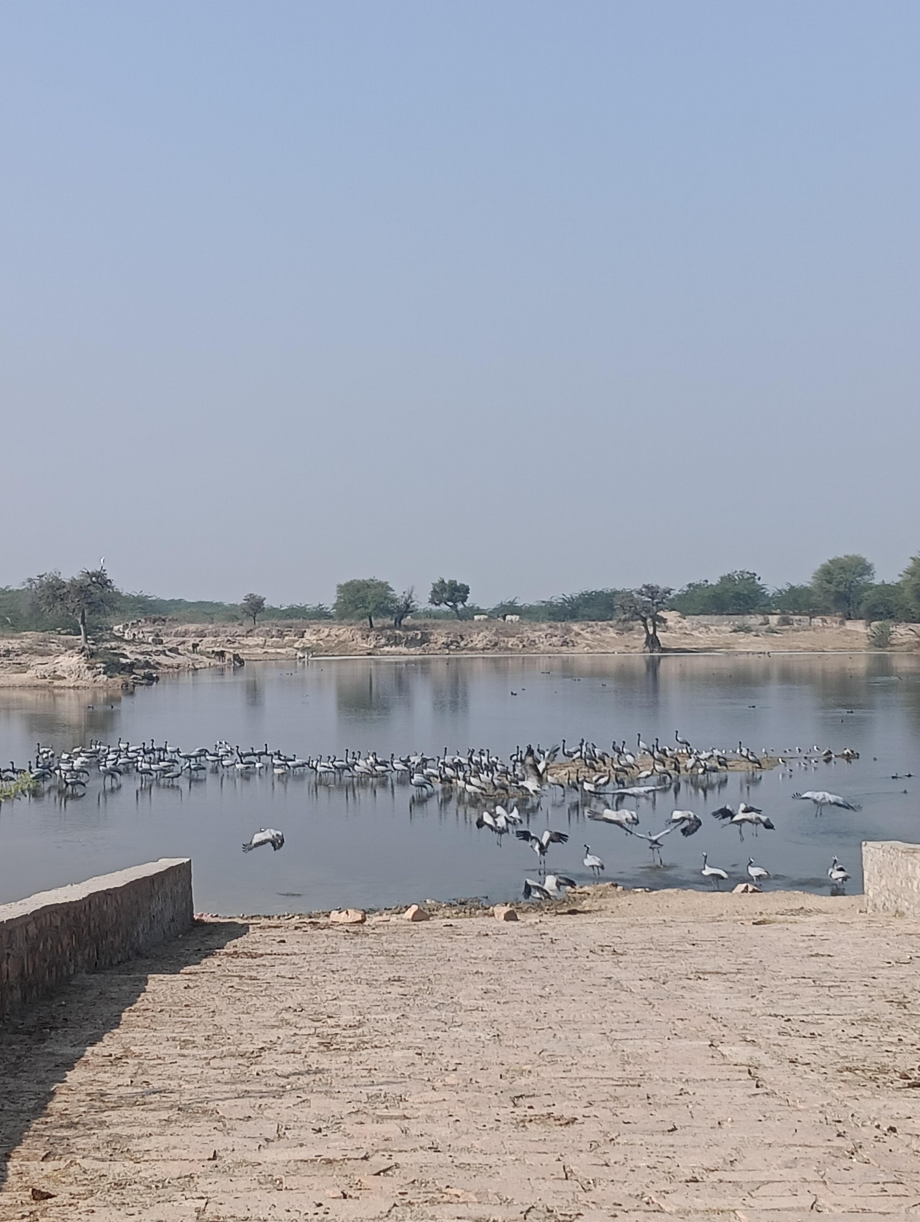 Bishnoi Village Cultural Jeep Safari