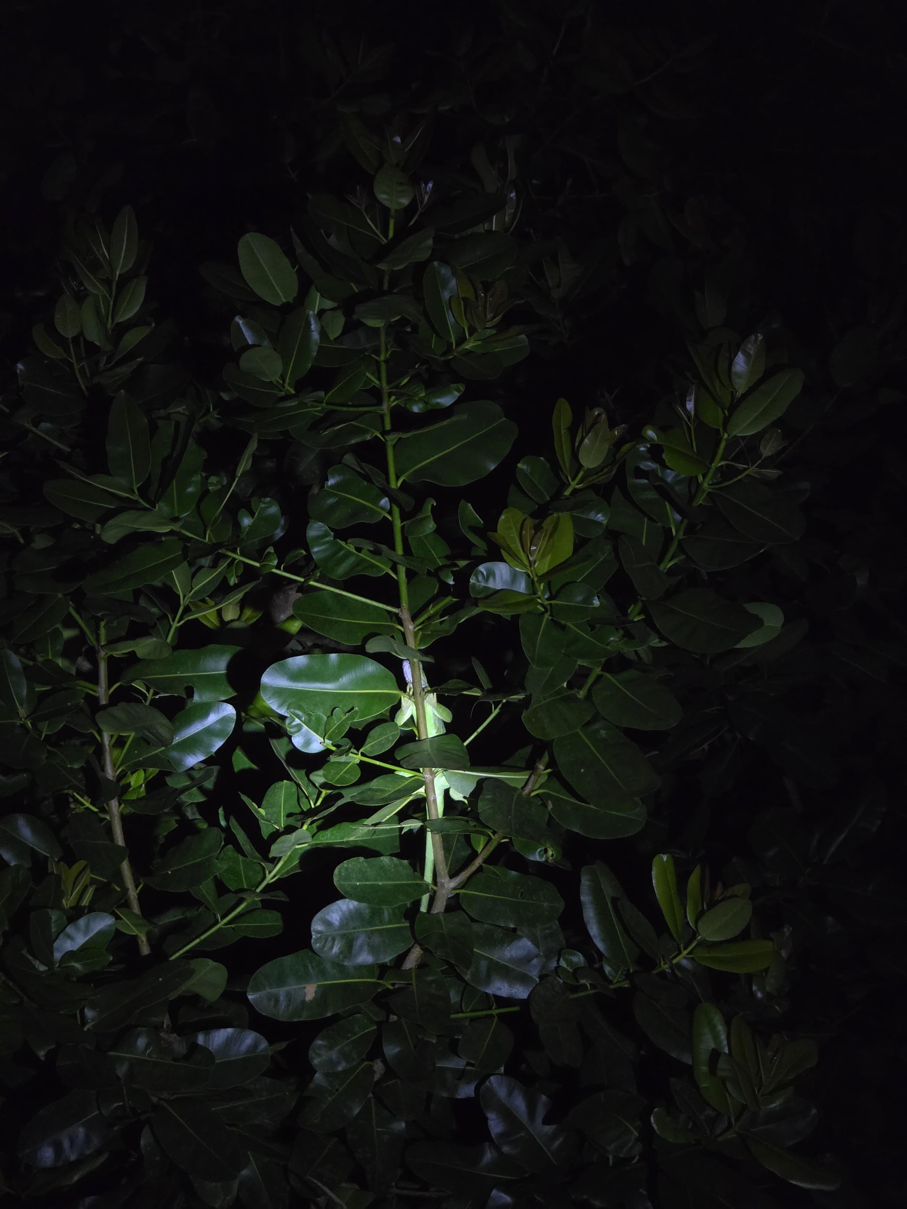 Tortuguero 2-Day Eco Adventure: Canoe, Jaguar Trail, Night Walk & Turtle Nesting