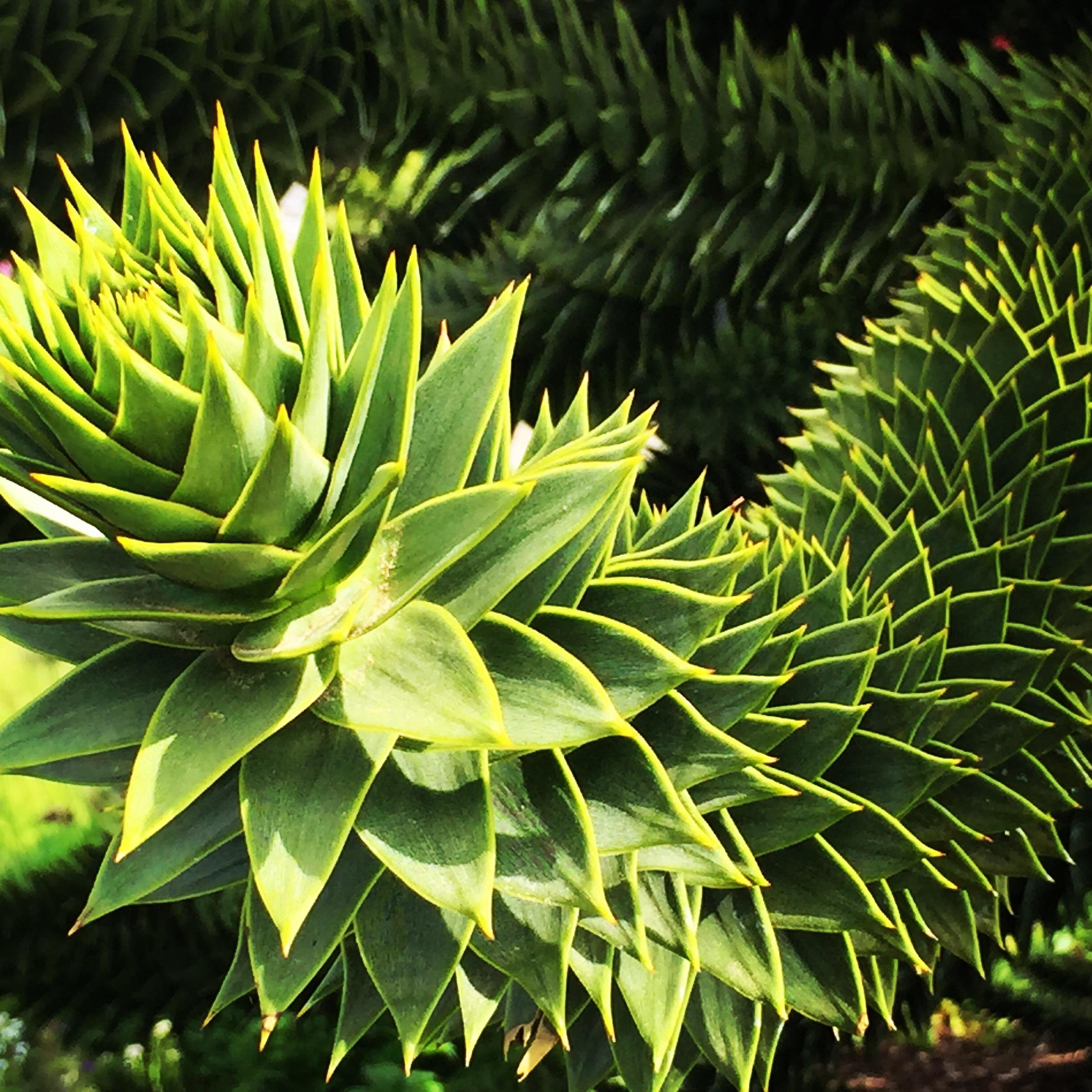 Victoria City Highlights & Butchart Gardens Guided Combo