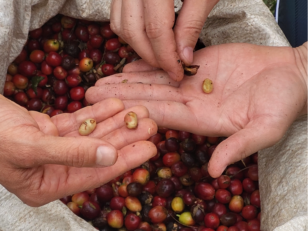 Medellín Coffee Farm Tour: Kaffa Café Experience with Meal & Tasting