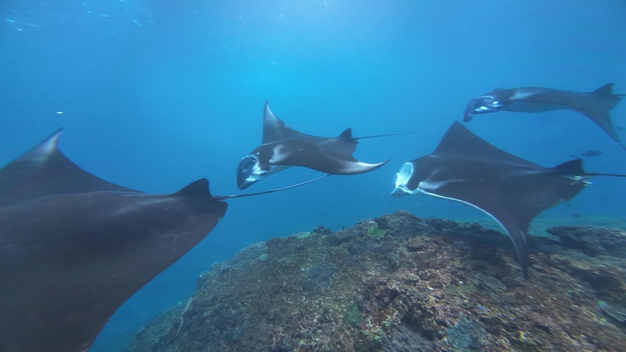 Nusa Penida Snorkeling Adventure: Mantas, Turtles & Coral Reefs