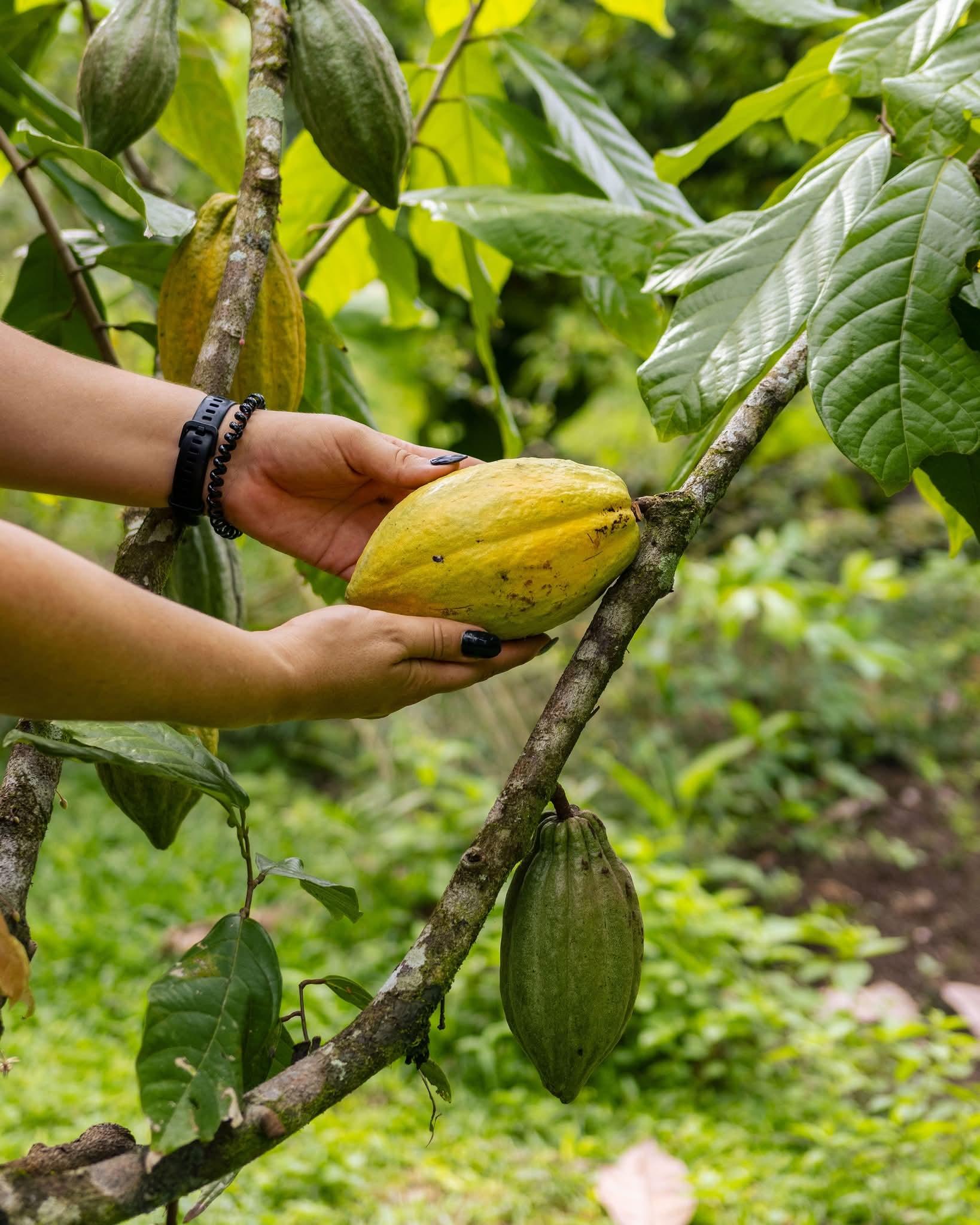 Coffee, Chocolate & Stingless Bee Experience
