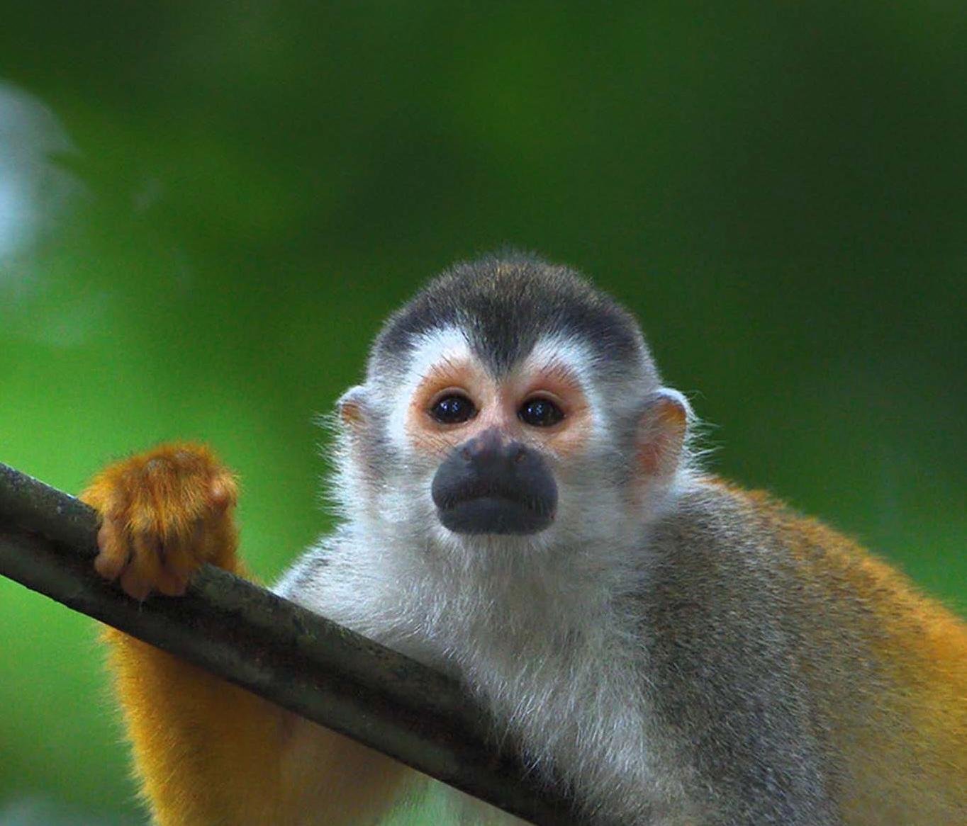 Manuel Antonio National Park: Naturalist-Led Wildlife Walking Tour