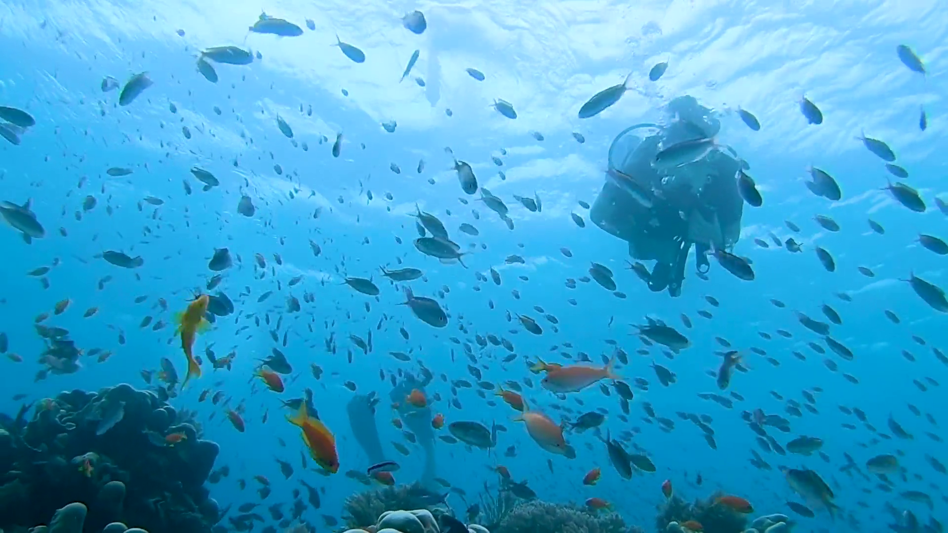 Mnemba Atoll Dolphin & Snorkel Boat Adventure from Kendwa or Nungwi
