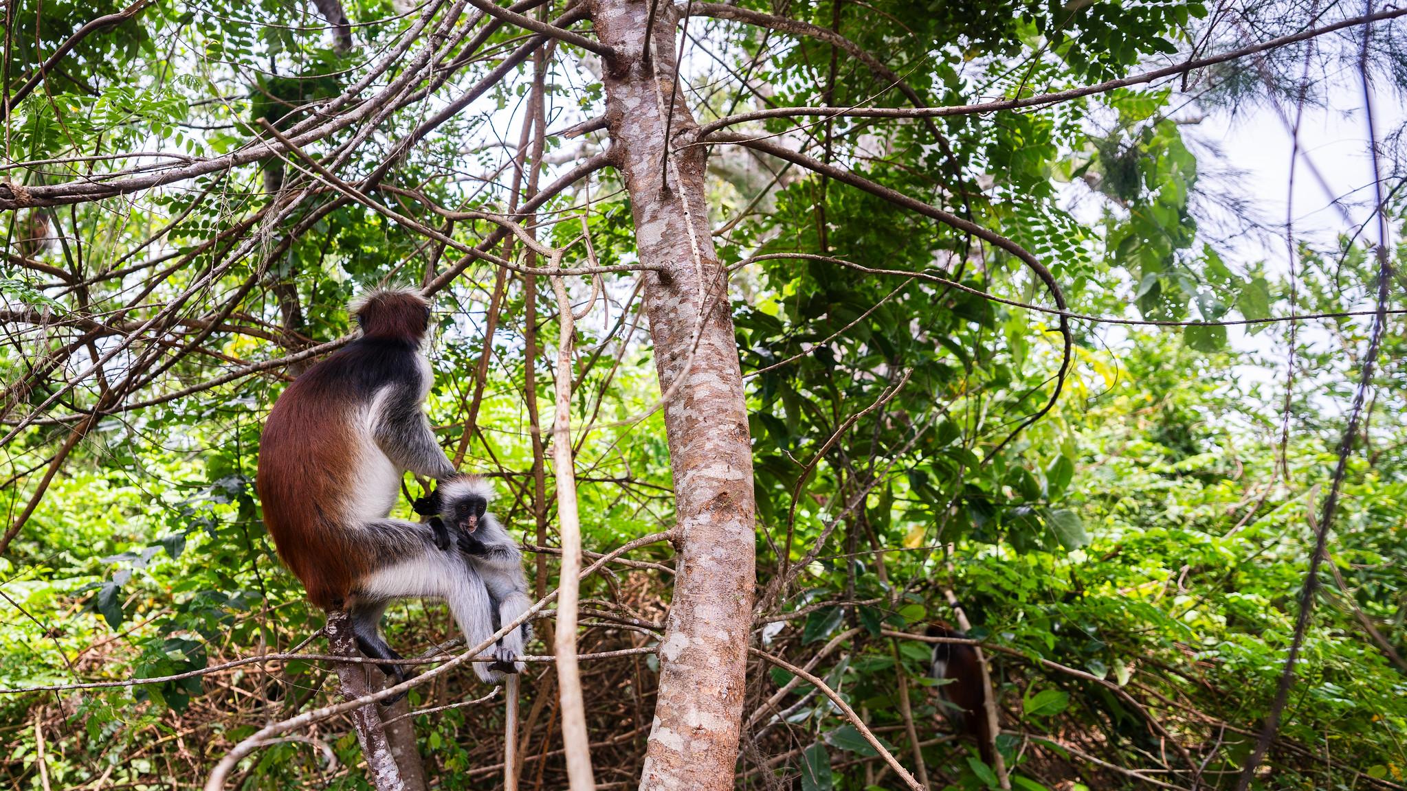 Zanzibar Hidden Gems: Secret Beach, Kuza Cave & Jozani Forest
