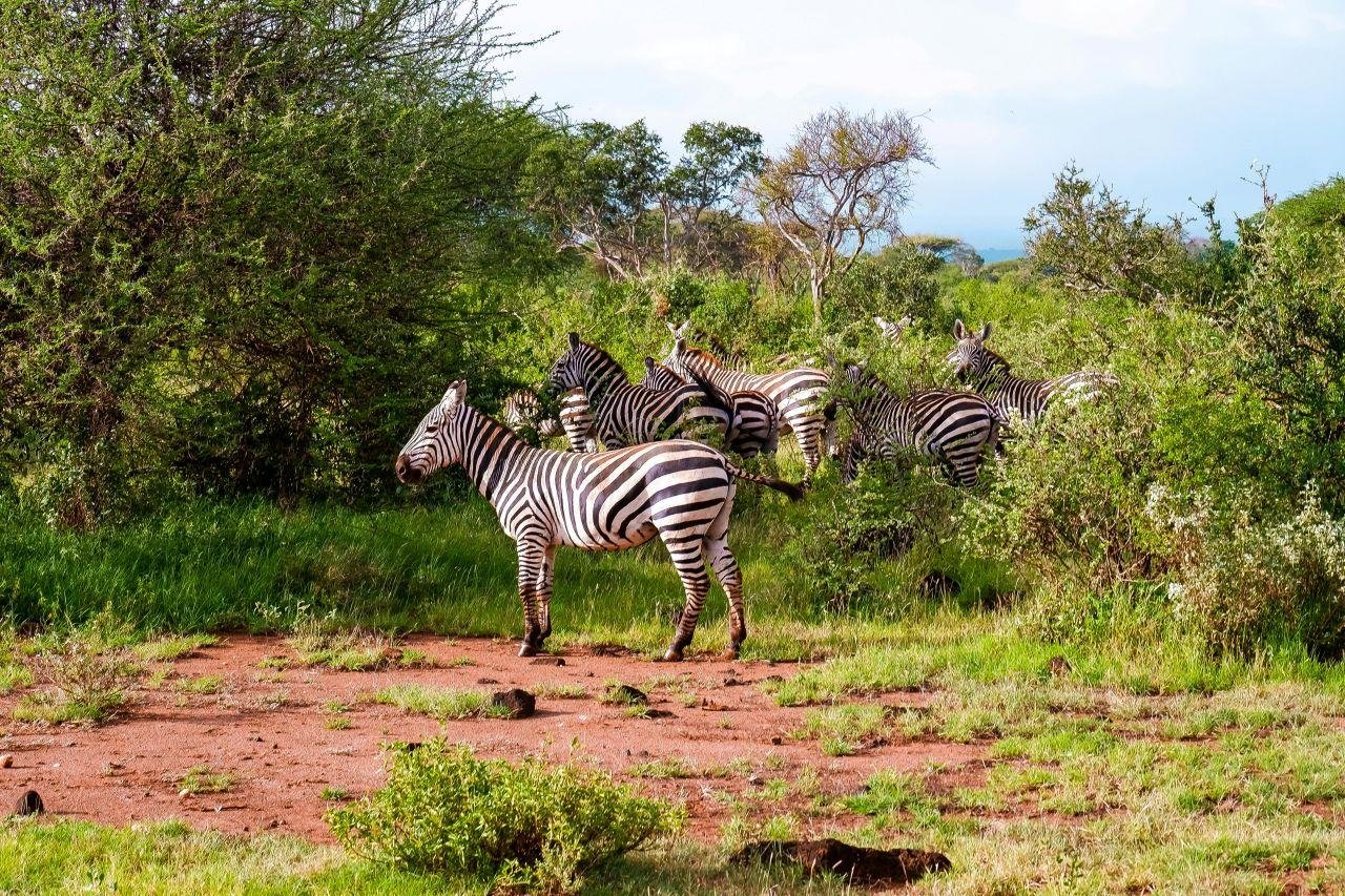 3-Day Maasai Mara Shared Jeep Safari from Nairobi
