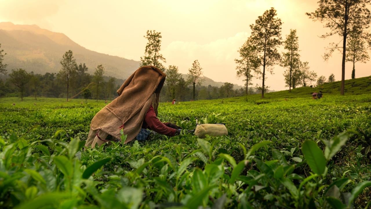 5-Day Private Kerala Escape: Munnar, Thekkady & Alleppey