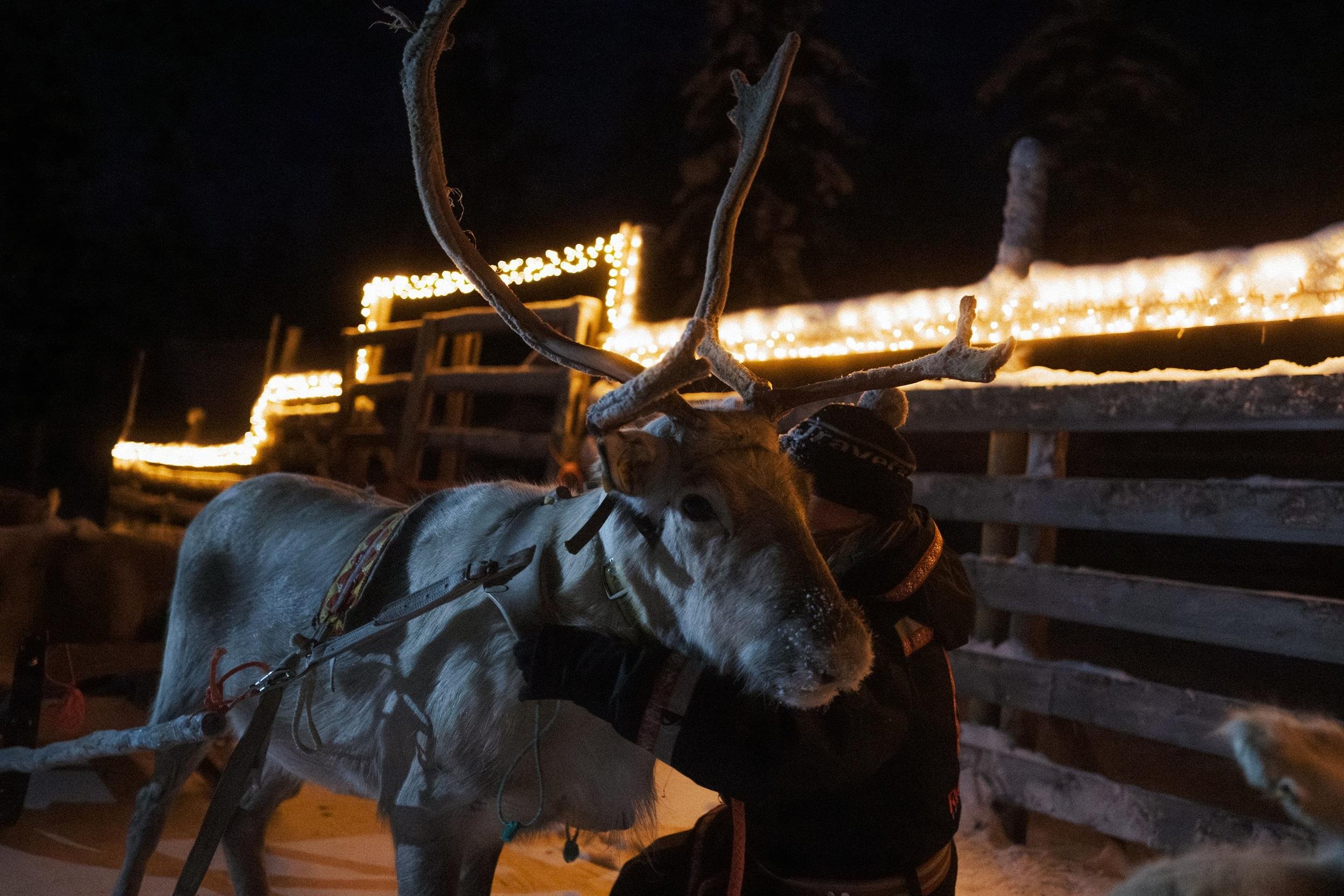 Rovaniemi Nighttime Reindeer Sleigh Safari