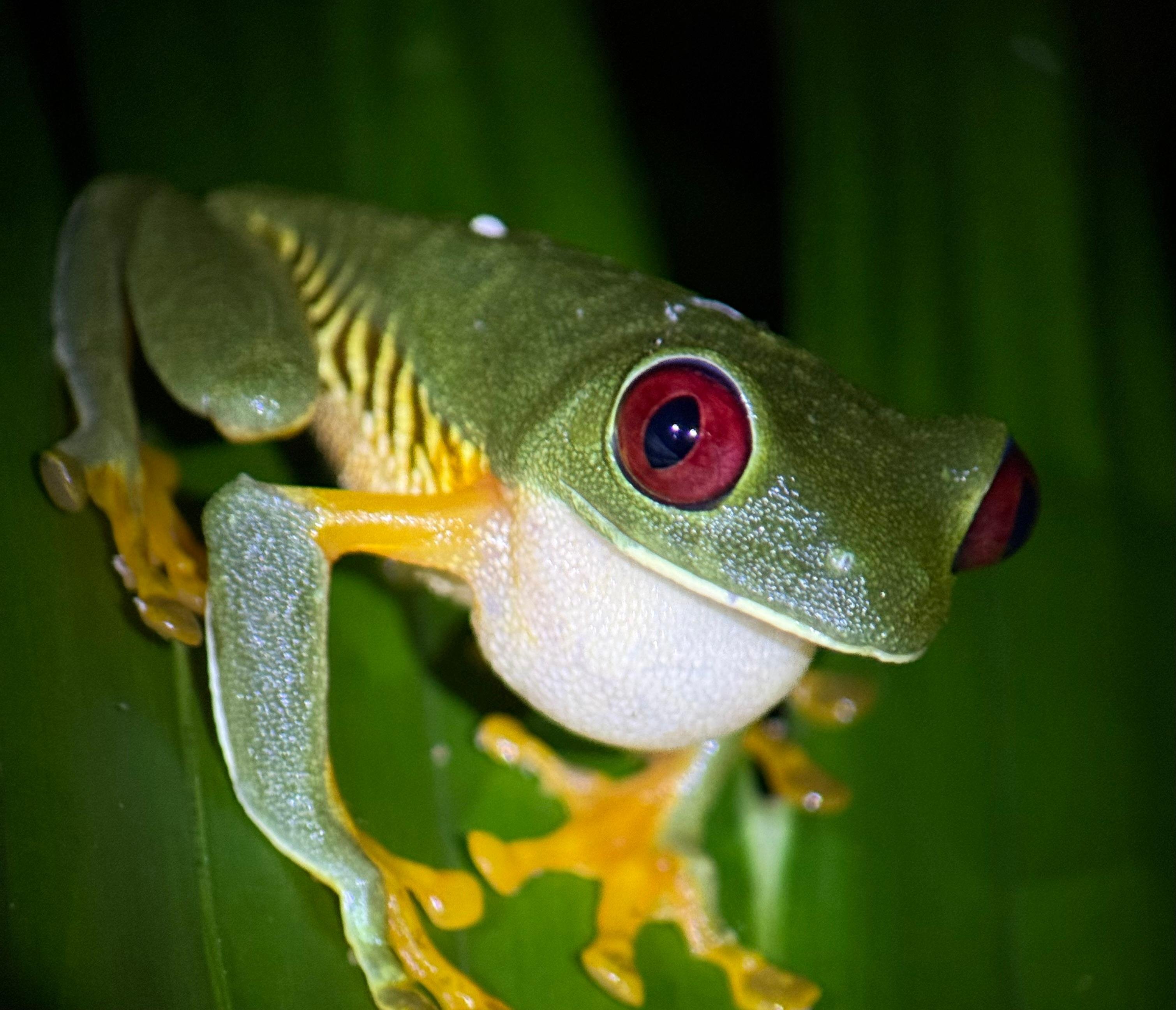 Manuel Antonio Night Wildlife Walk with Expert Naturalist