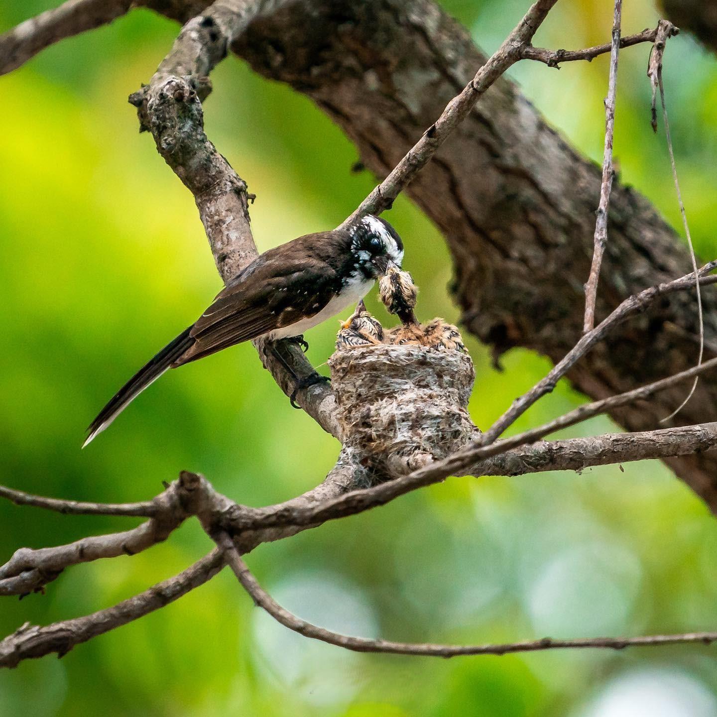 Full-Day Wilpattu National Park Safari Adventure