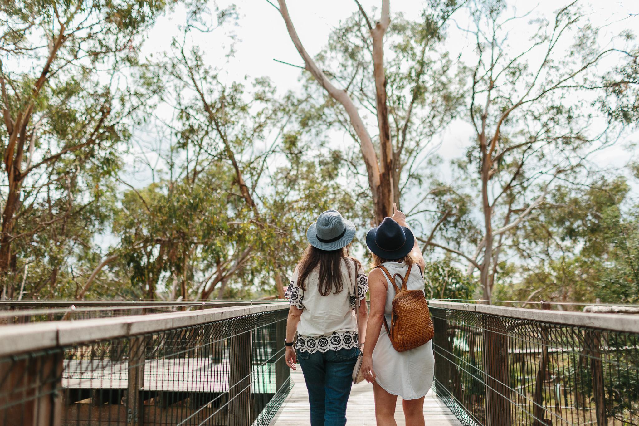 Phillip Island Penguin Parade & Koala Wildlife Tour