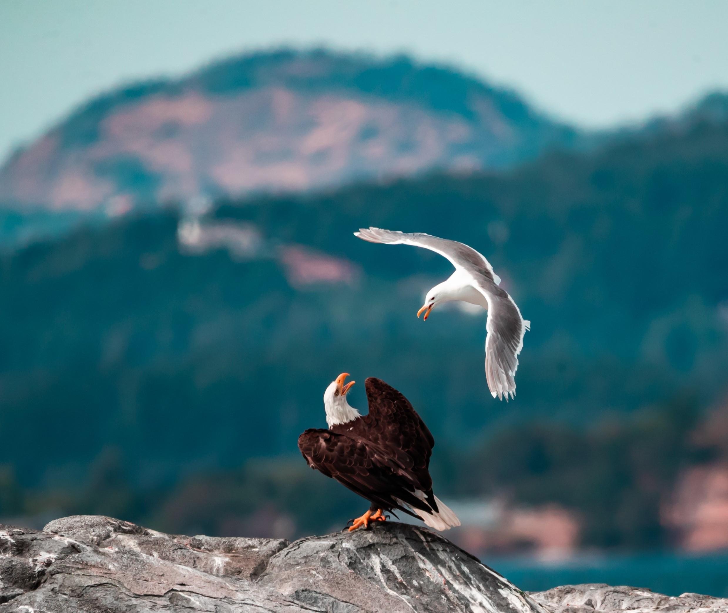 From Victoria: Whale Watching Trip on Covered Boat