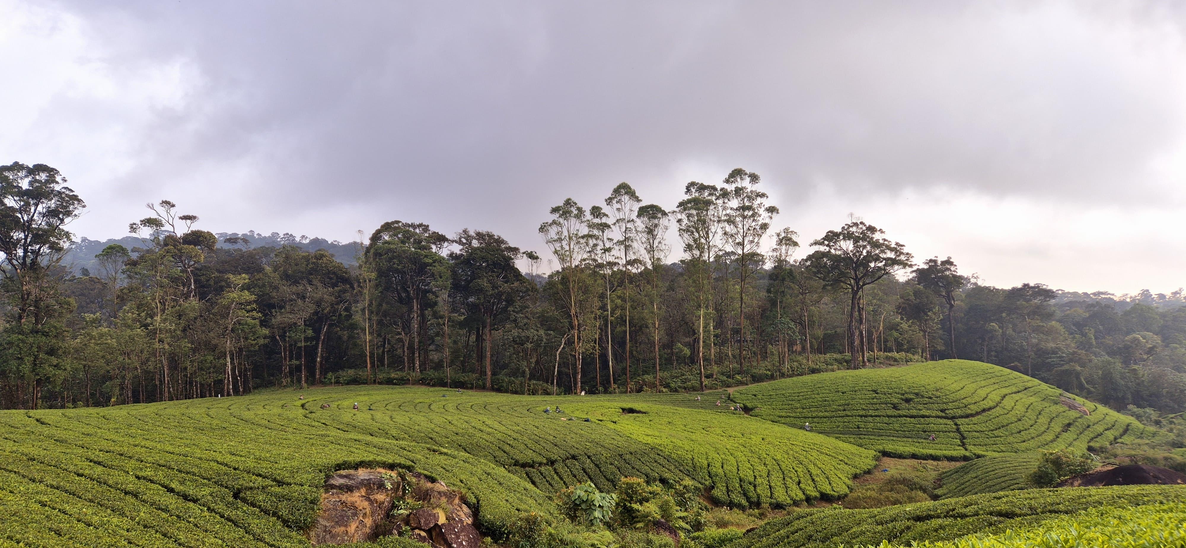 Munnar Wild Elephant Jeep Safari & Waterfall Tour