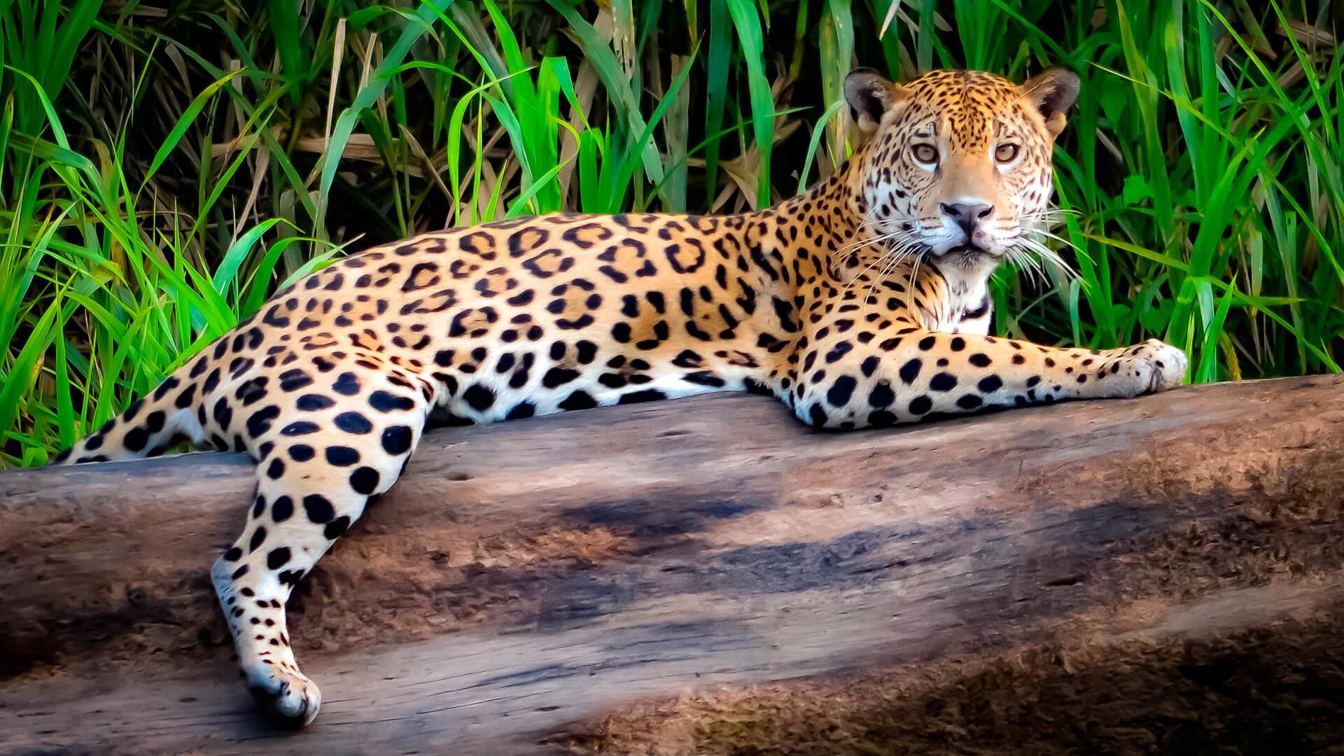 4-Day Puerto Maldonado & Sandoval Lake Amazon Expedition