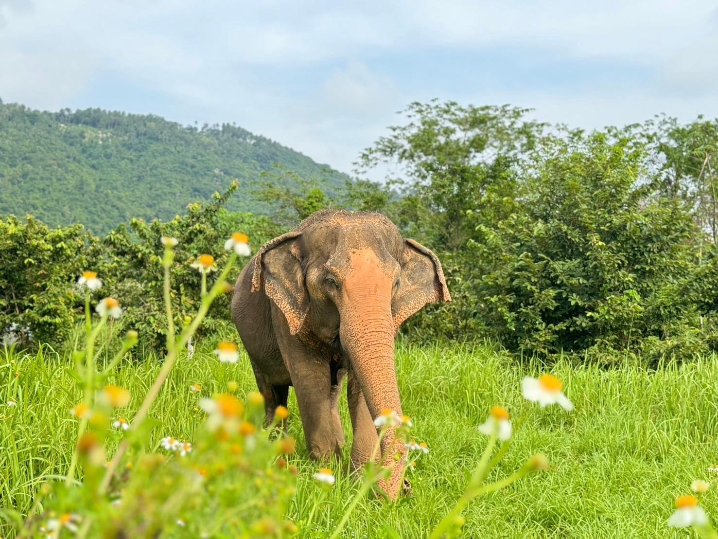 Samui Elephant Home: Ethical Sanctuary Visit & Conservation
