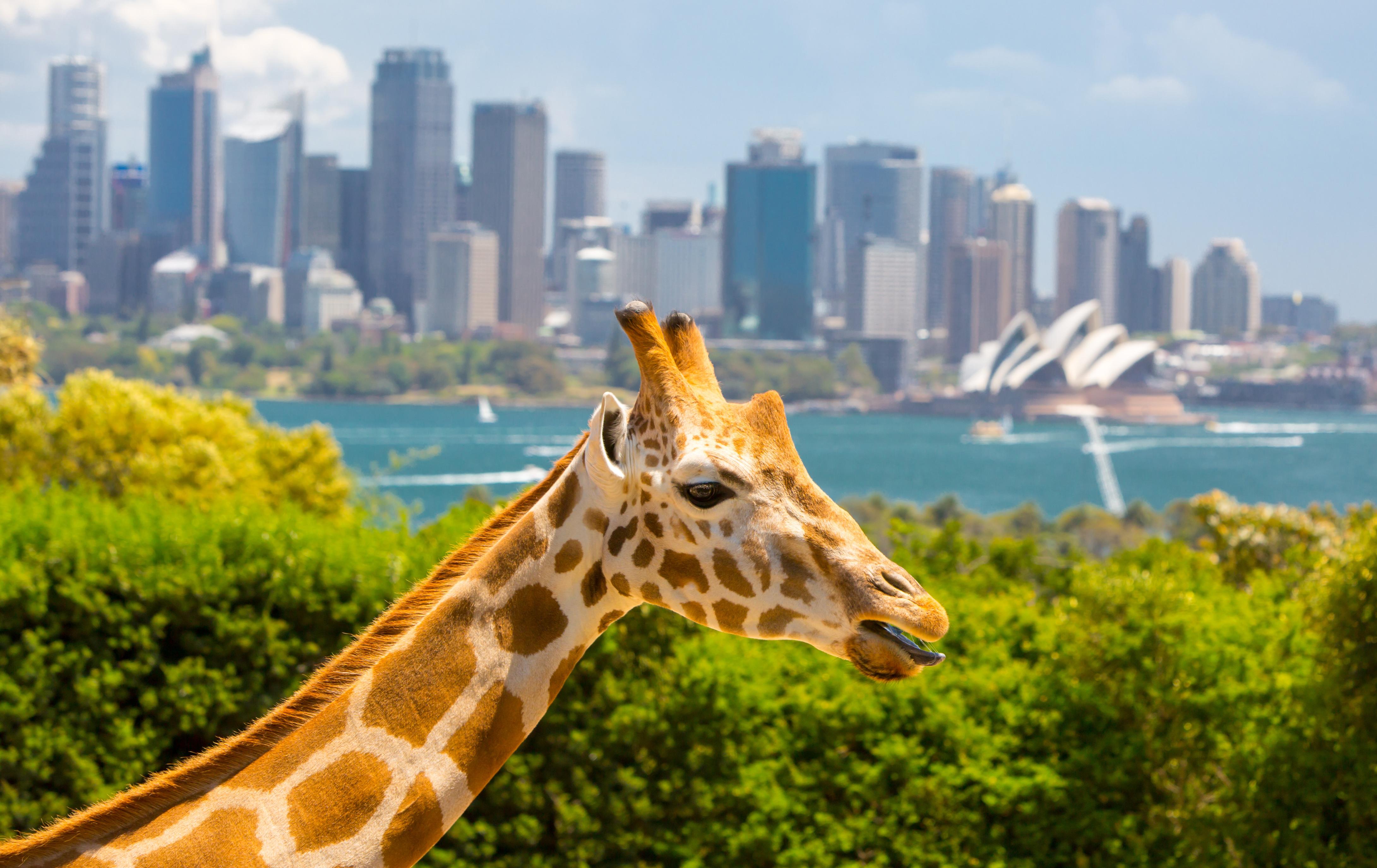 Taronga Zoo Entry with Round-Trip Ferry from Circular Quay