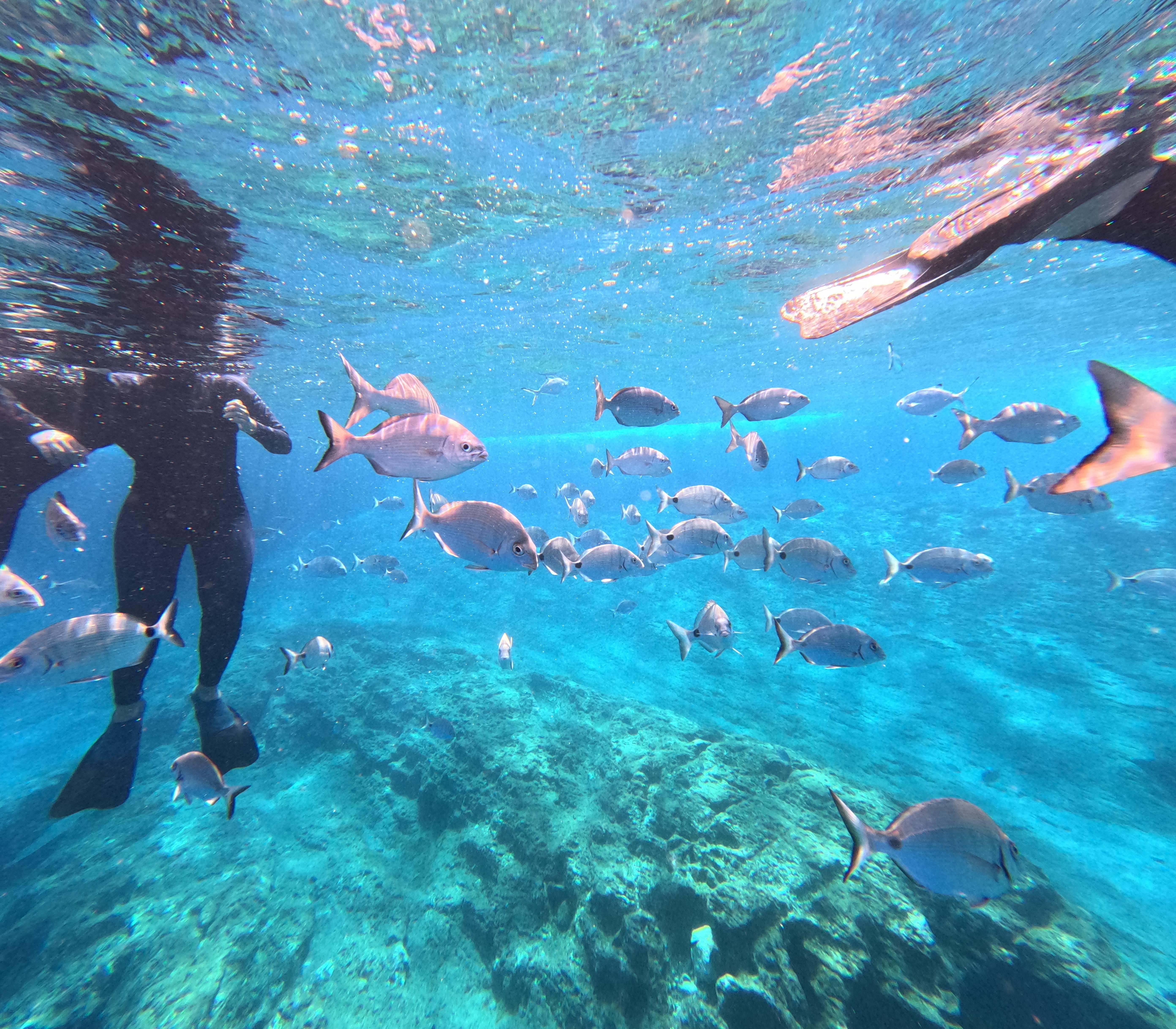 Vila Franca do Campo Islet Snorkeling Adventure
