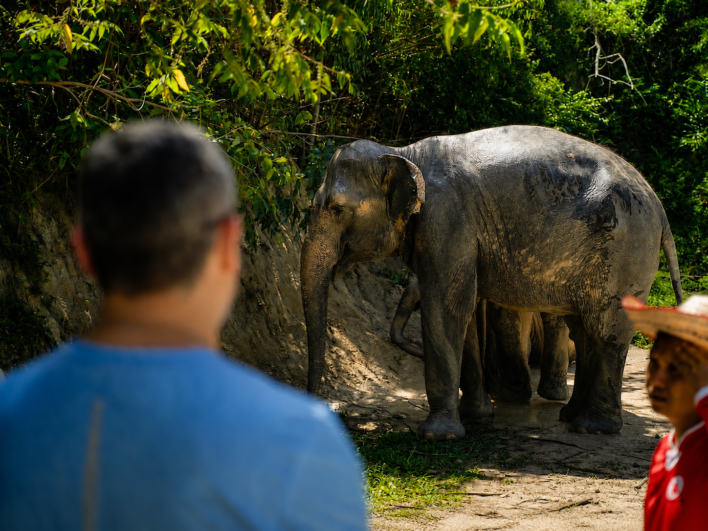 Patong Elephant Sanctuary: Ethical Learning Experience