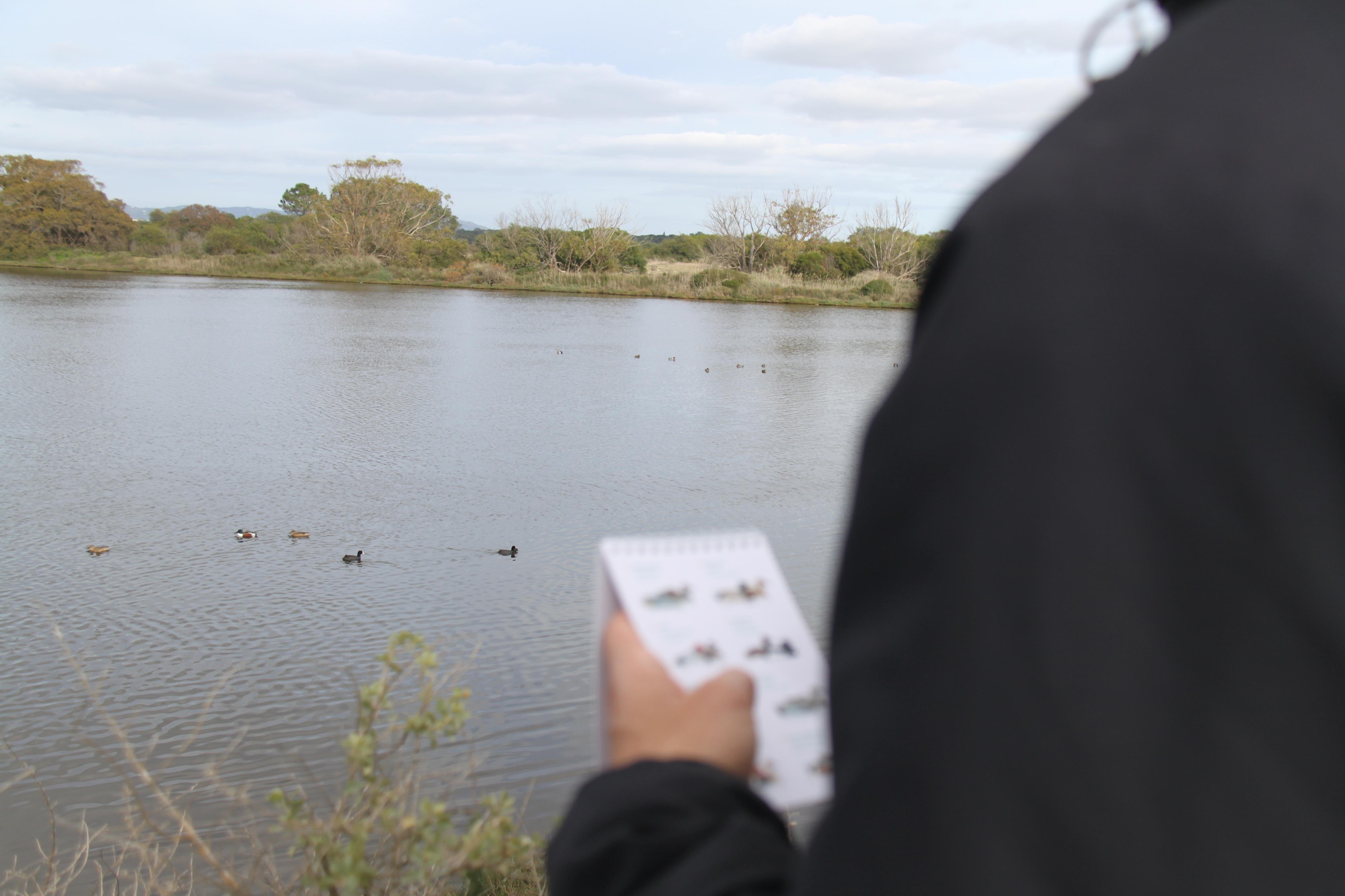 Faro: Ria Formosa Birdwatching