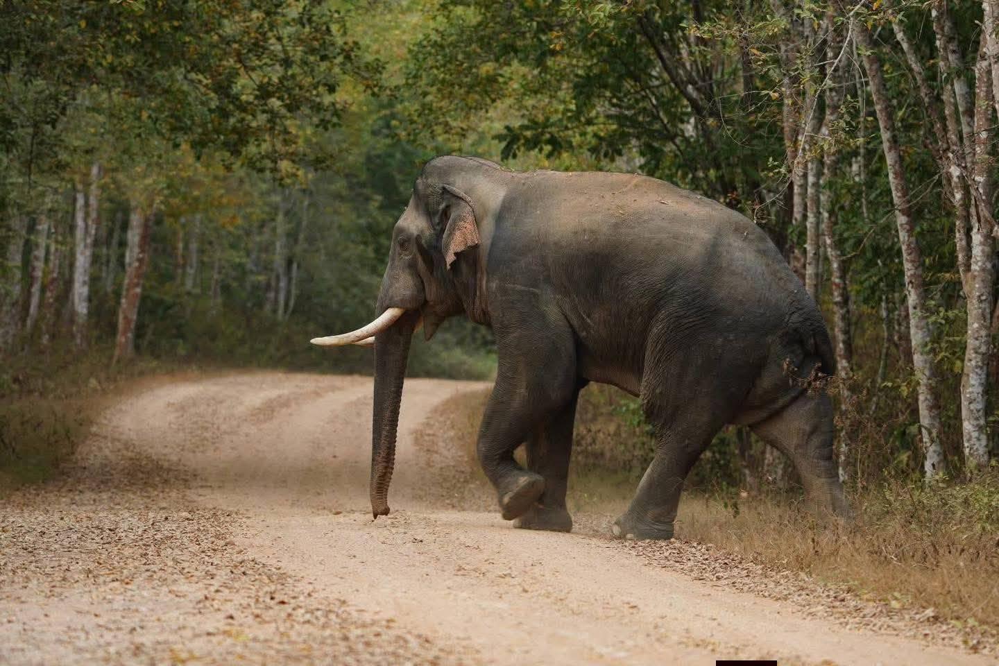 Hua Hin Temple Circuit & Kui Buri Wild Elephant Safari