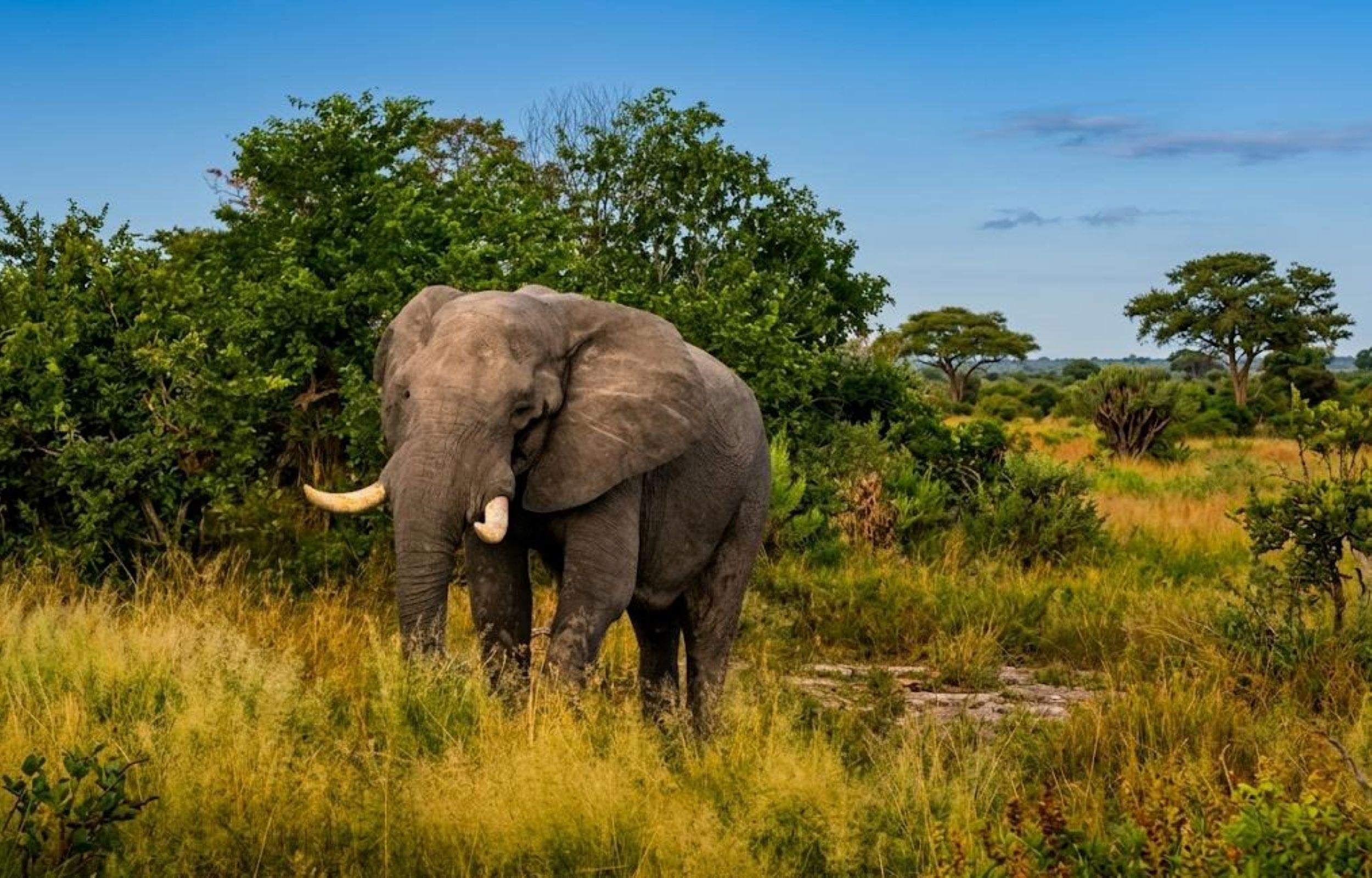 Full-Day Big Five Safari at Pilanesberg from Johannesburg