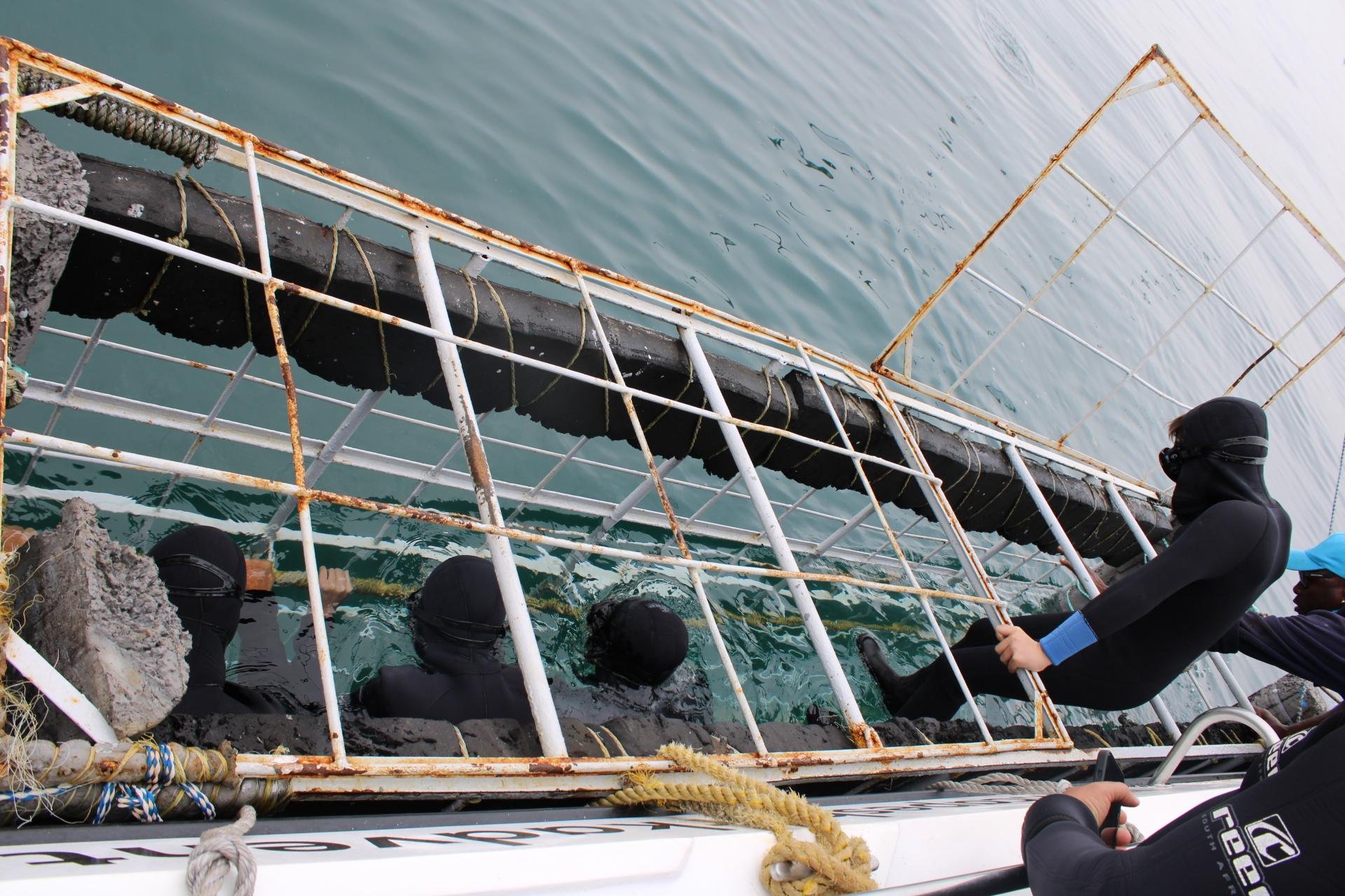 Private Shark Cage Diving Day Tour from Cape Town