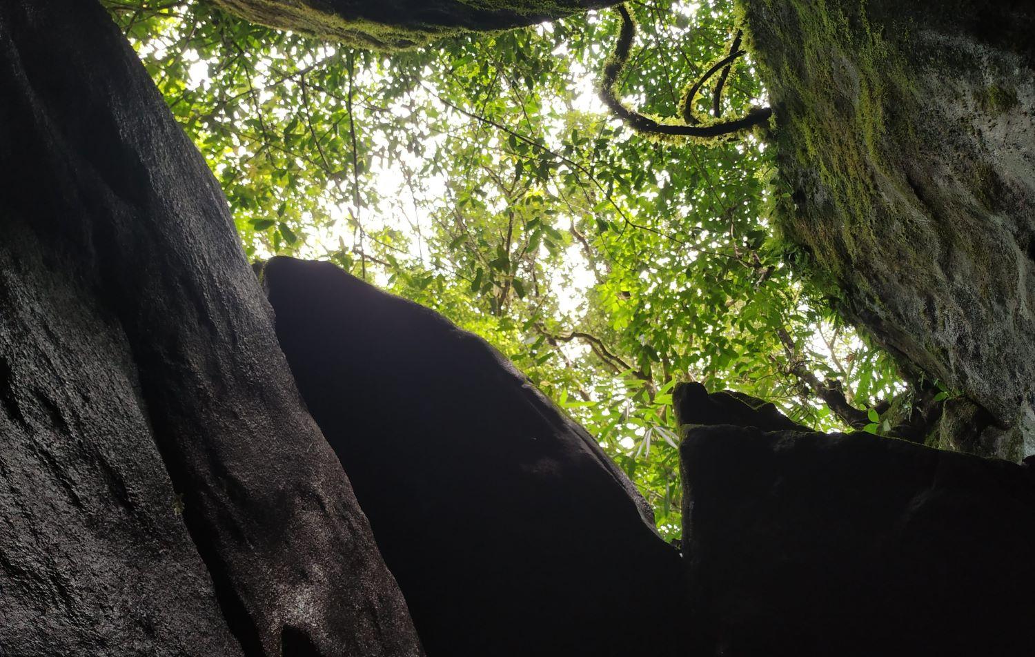 Munnar: Wild Elephant Jeep Safari in Anakulam