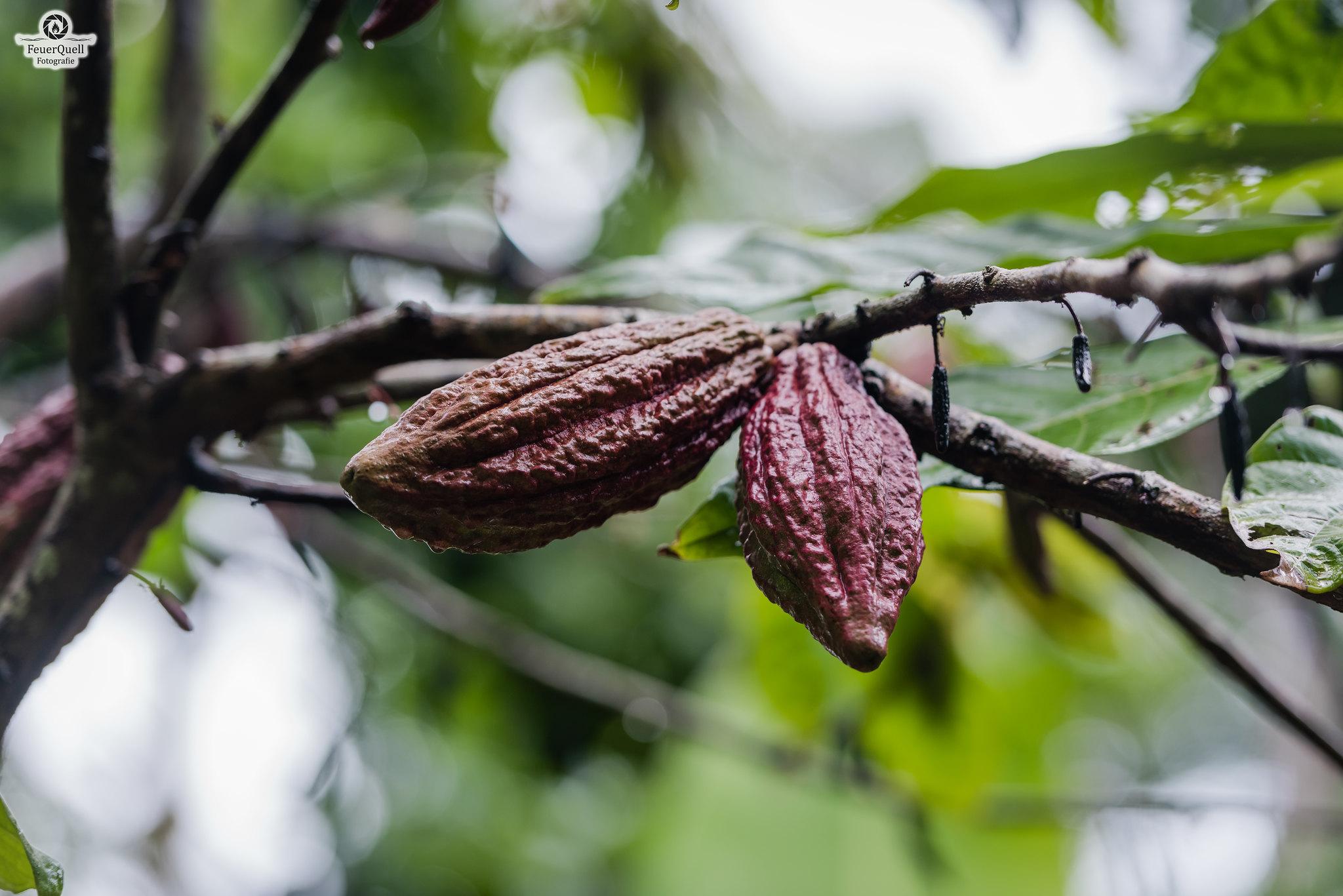 Zanzibar Full-Day Discovery: Stone Town, Spice Farm & Prison Island
