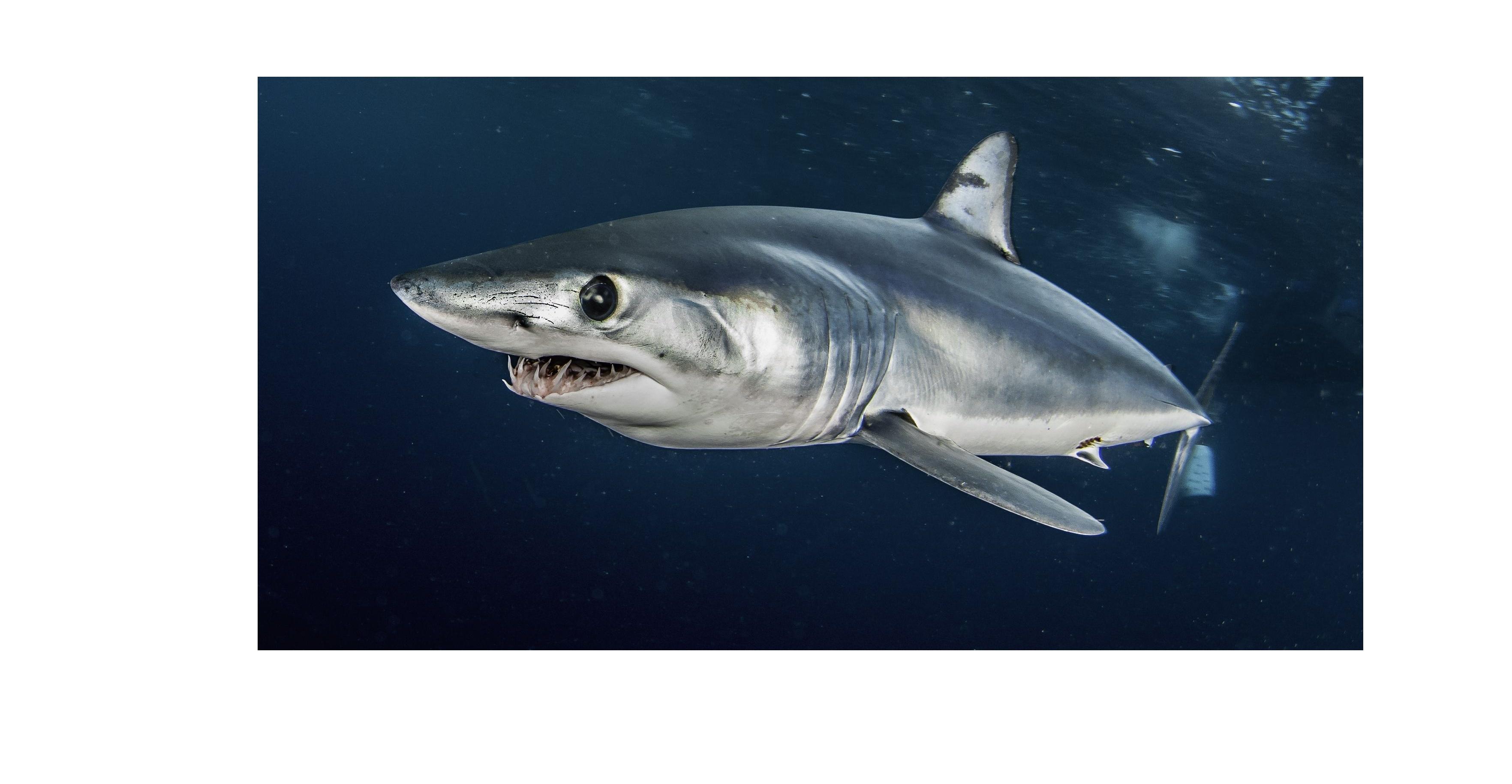 Cape Town Shark Cage Diving – False Bay Ocean Safari
