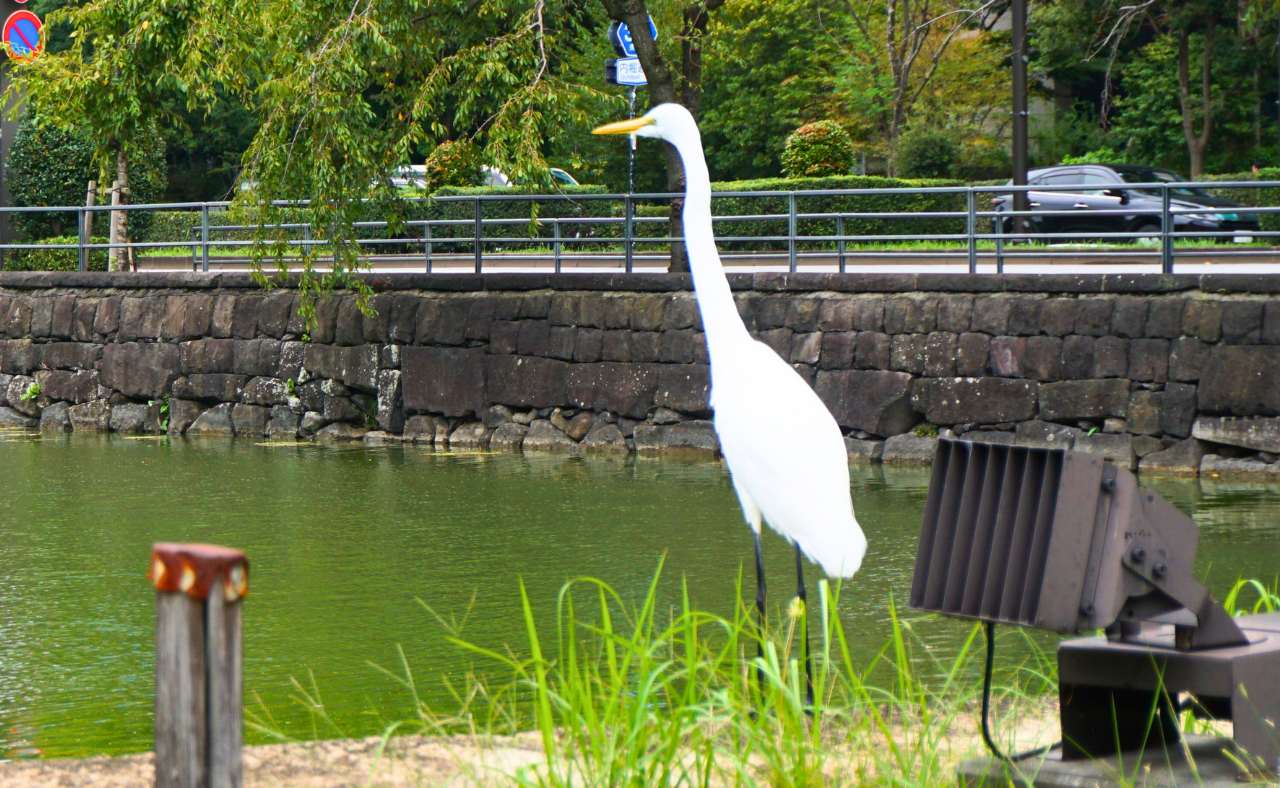 Tokyo Imperial Palace tour — Ōtemon Gate, Ninomaru Garden and castle moat — image 9