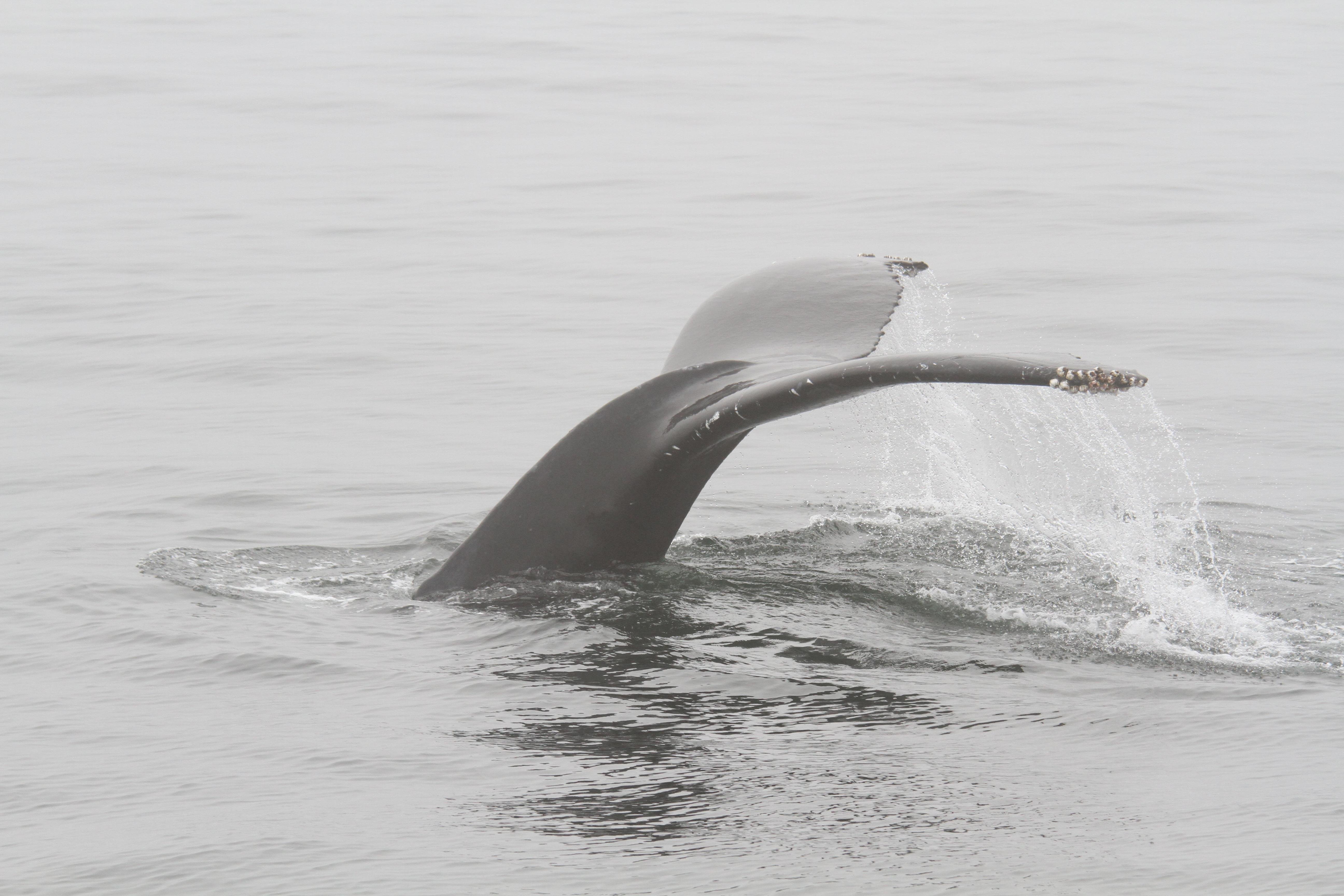 A humpback whale's tail in a calm grey sea