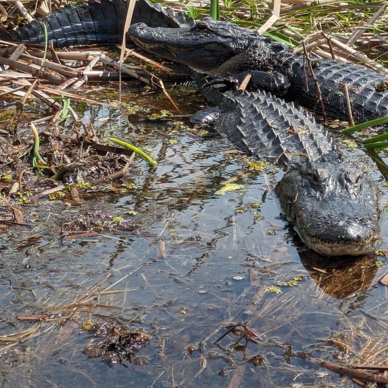 Everglades Airboat Wildlife Adventure