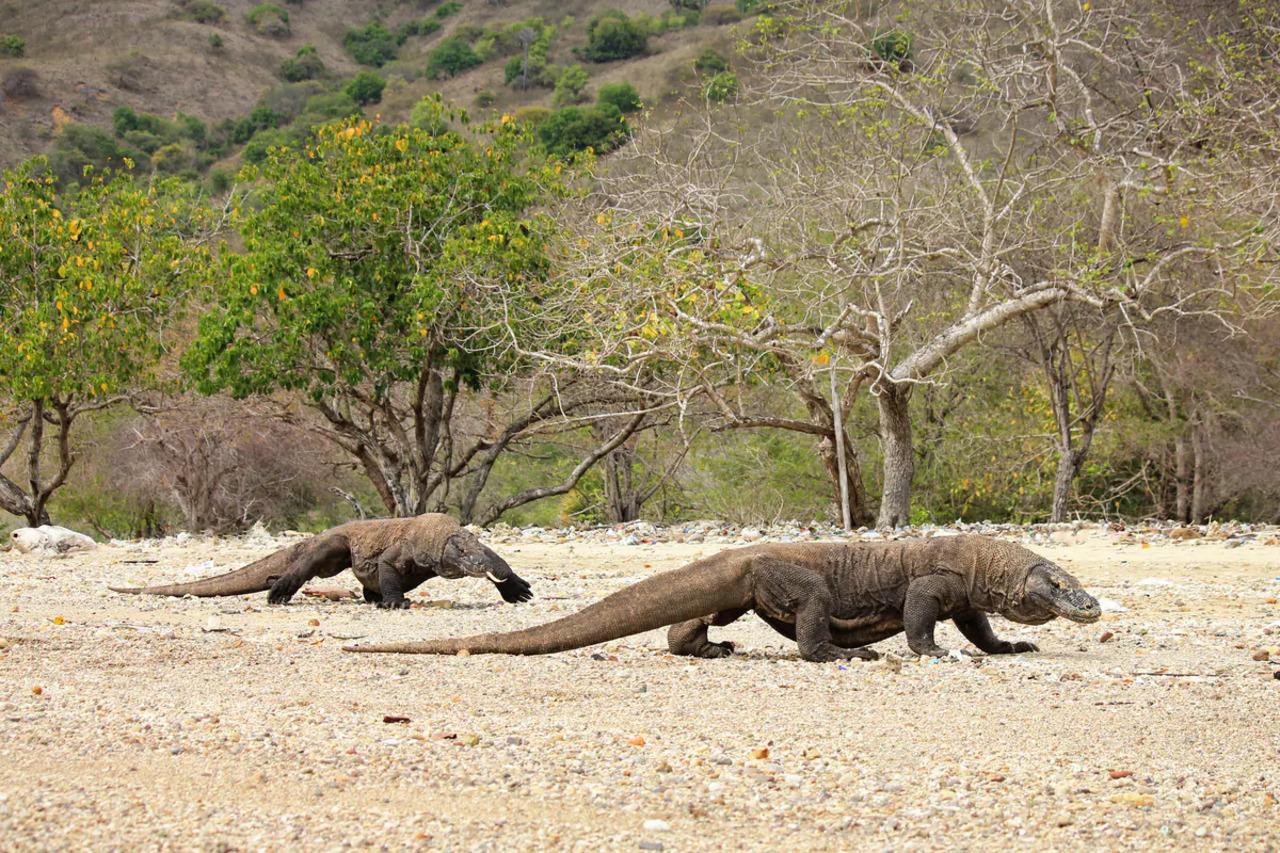 Komodo National Park: Dragons, Beaches & Manta Rays Day Tour