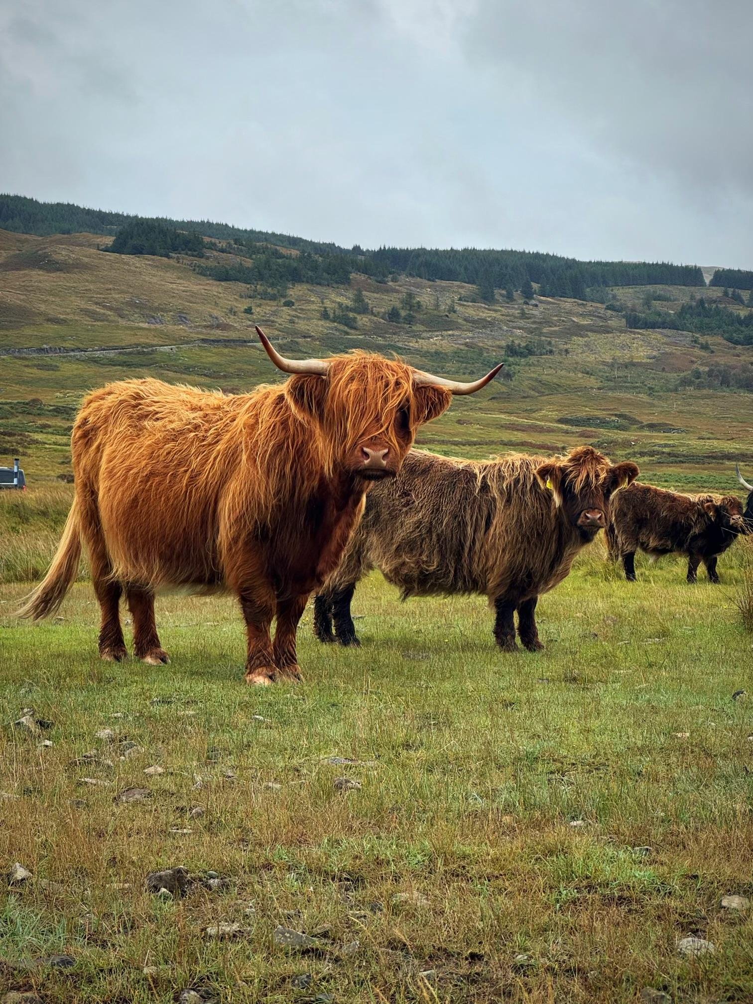 Private Highlands Tour: Kelpies, Glencoe & Loch Lomond