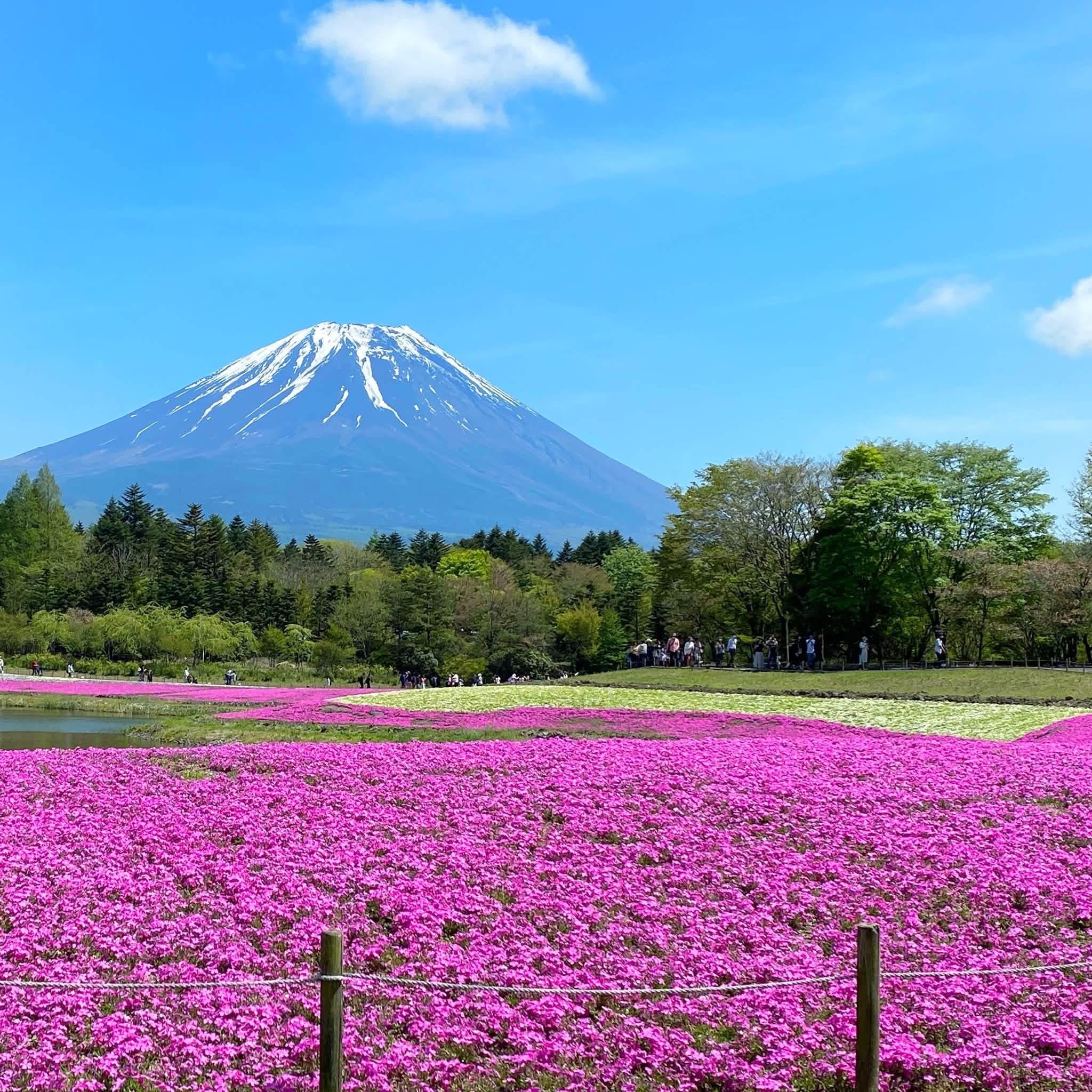 Shibazakura Festival Private Guided Day Tour near Mount Fuji