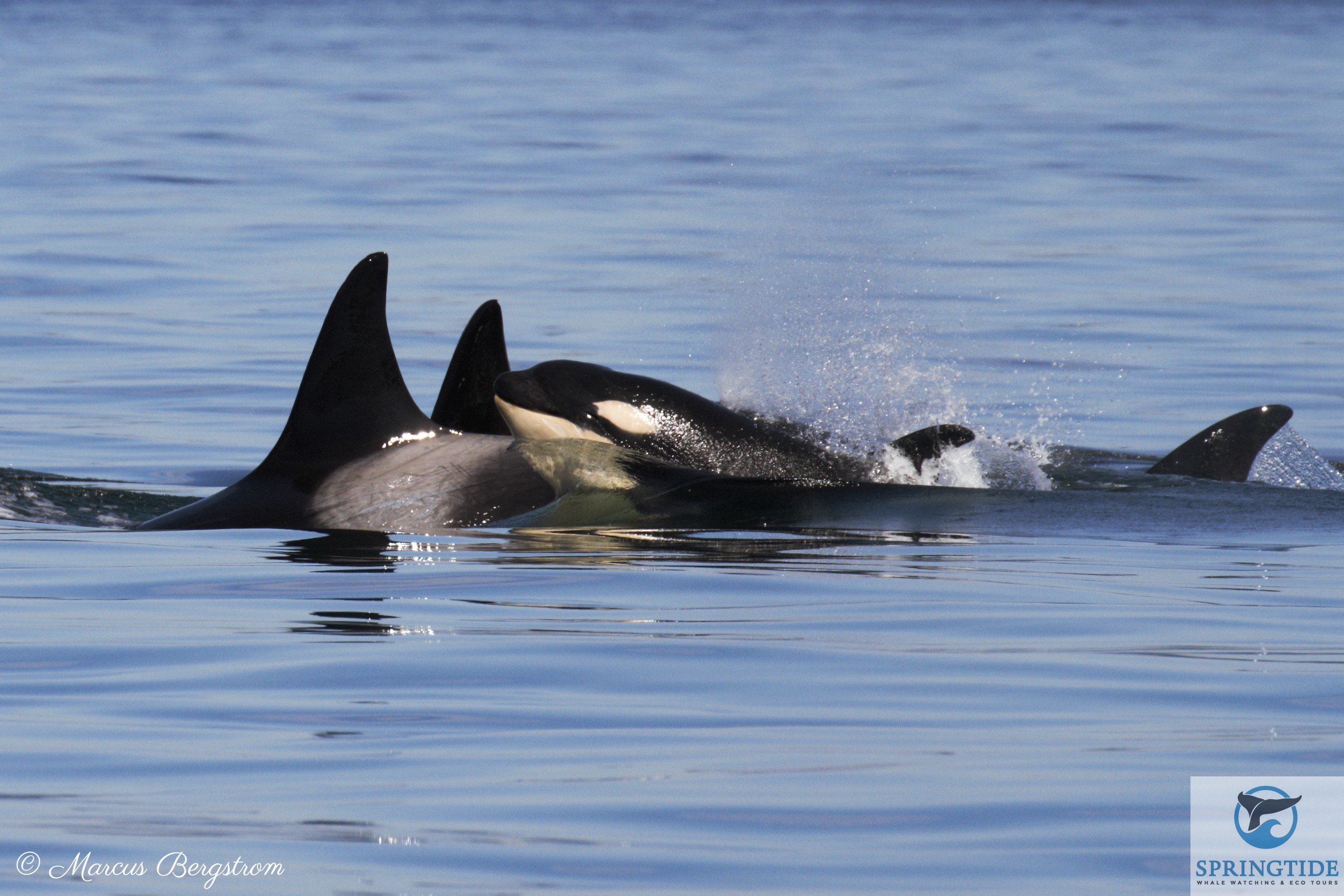 Victoria: 3-Hour Whale Watching Tour — Vancouver to Victoria crossing, image 1