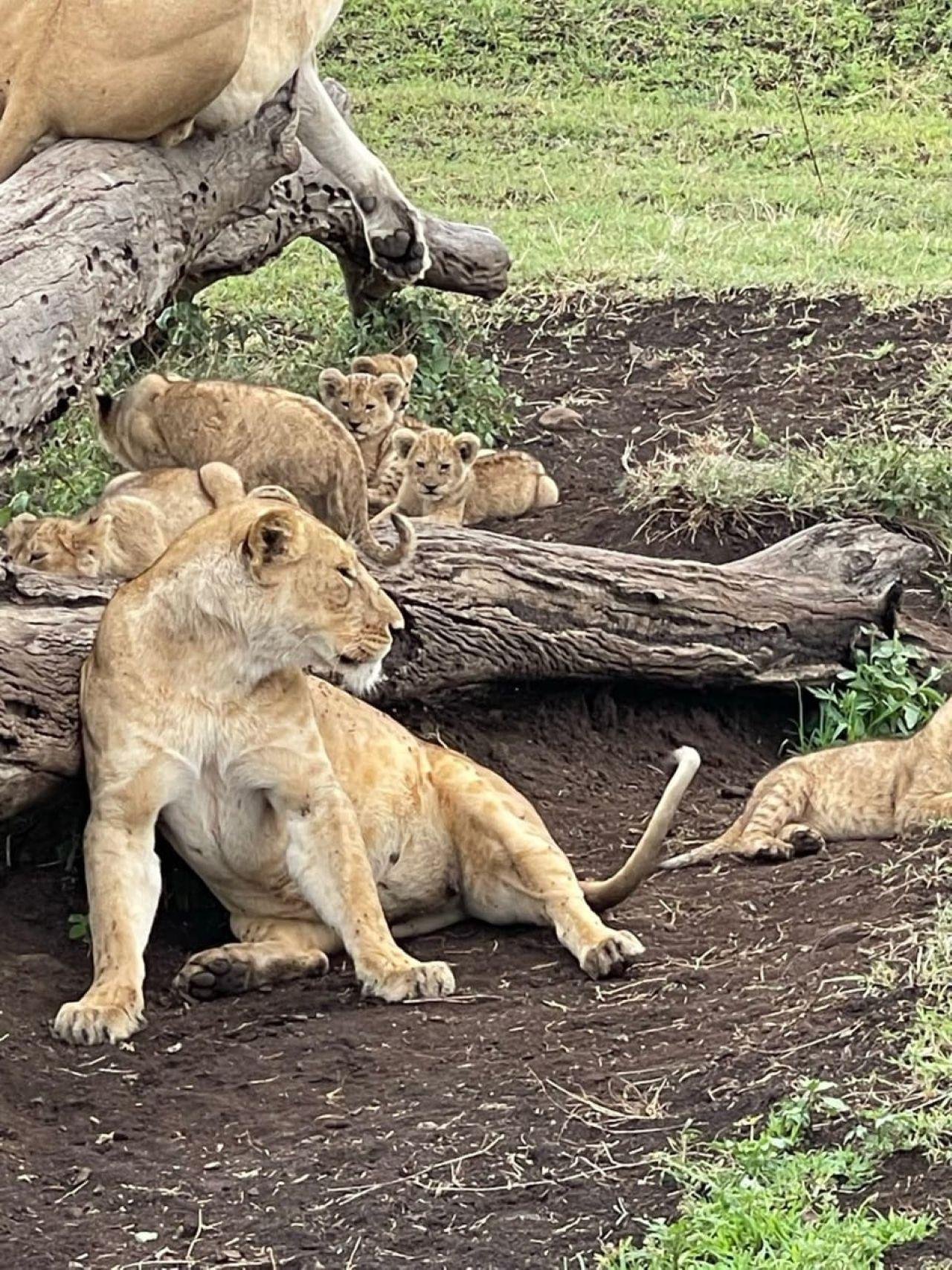 Nairobi National Park Twilight Safari & Sundowner