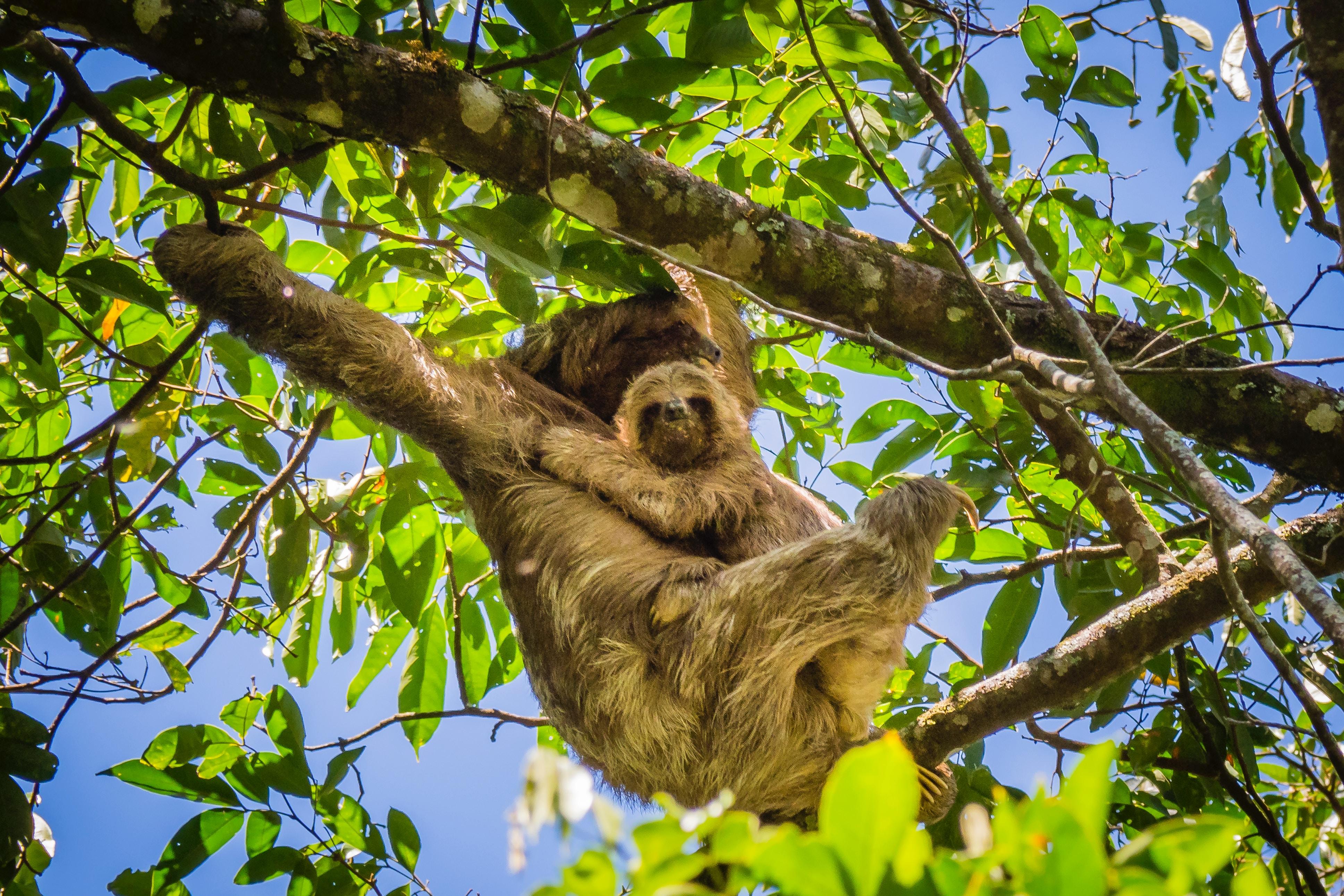 Sloth Watching Nature Walk in La Fortuna
