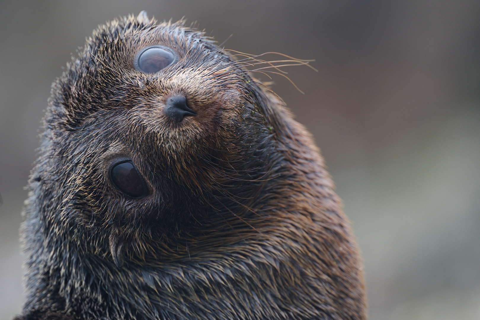 Dunedin: Otago Peninsula Clearwater Wildlife Tour