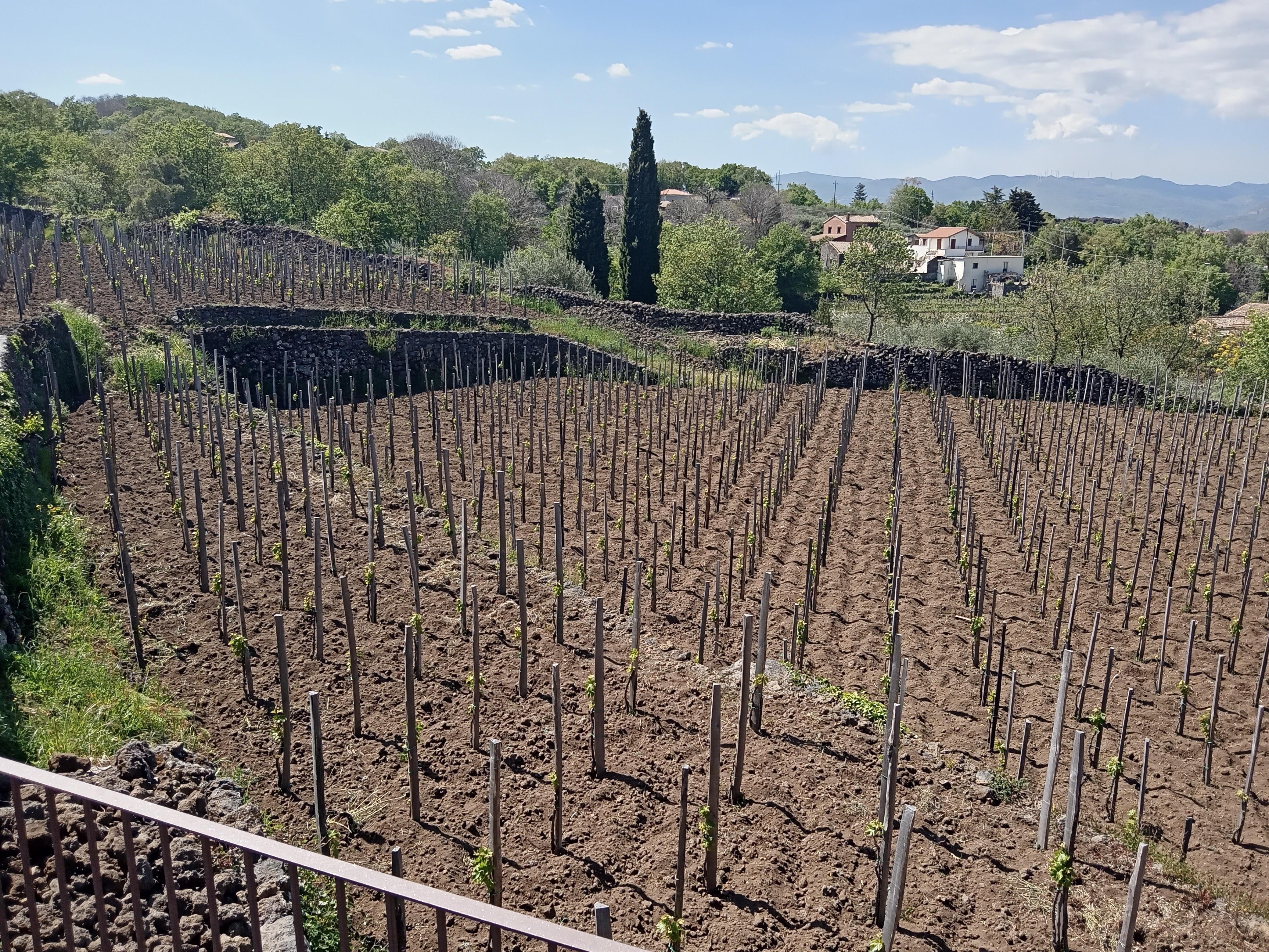 Etna Volcano Hike & Winery Tasting from Taormina