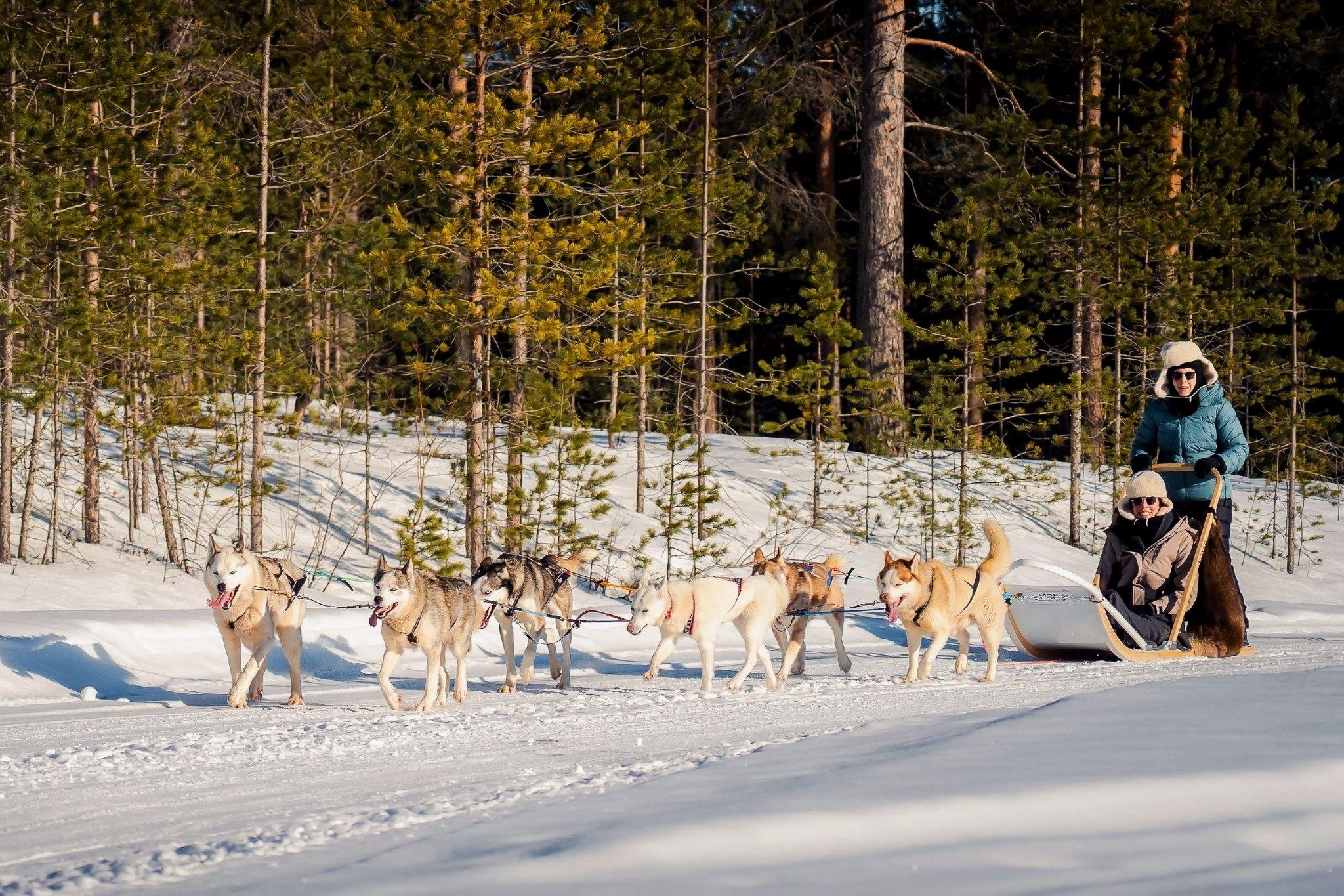 Rovaniemi Husky Safari: Drive Your Own Team & Lapland BBQ