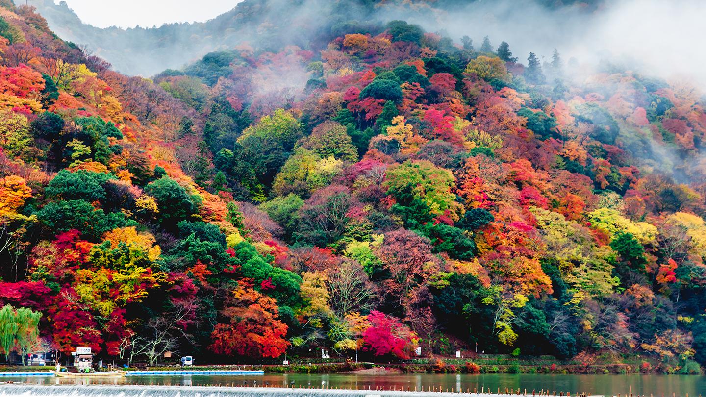 嵐山ガイド付きウォーキングツアー：竹林、禅寺、モンキーパーク