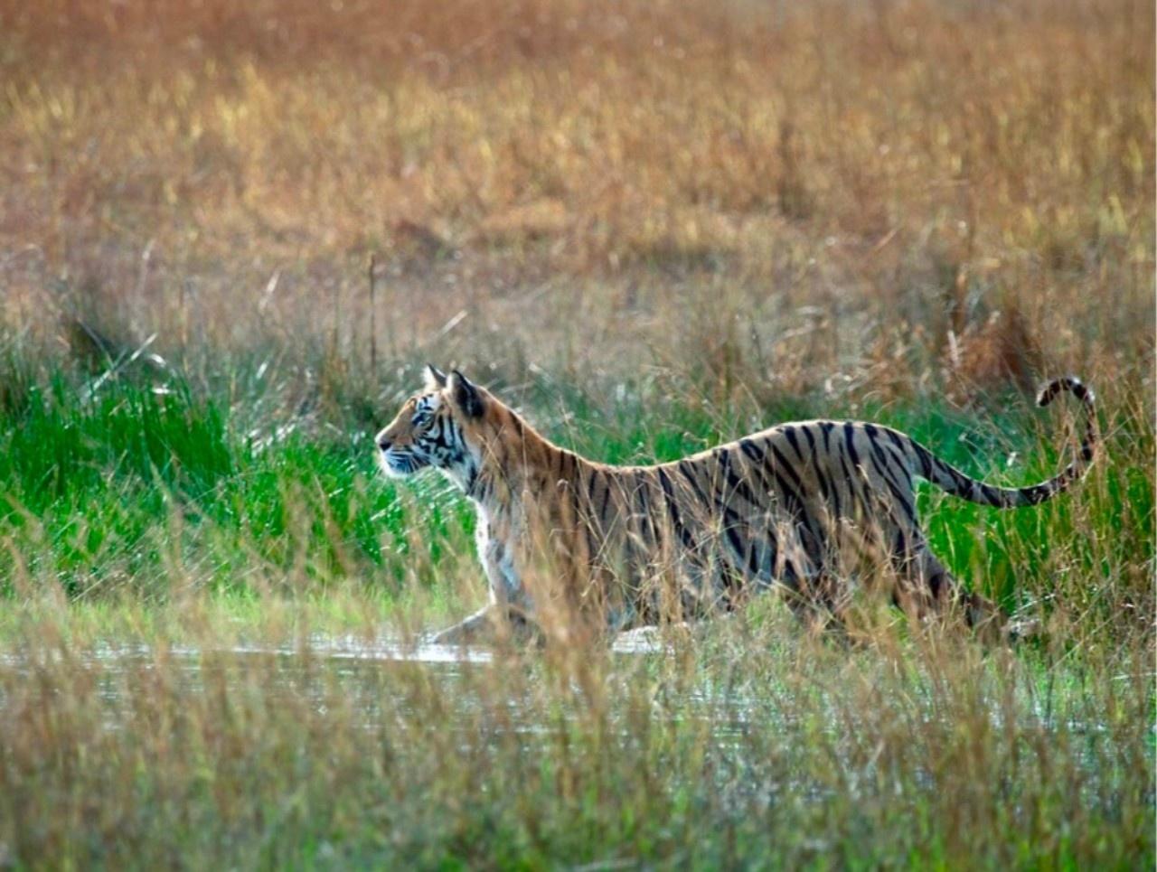 Ranthambore National Park: Wildlife Safari Adventure
