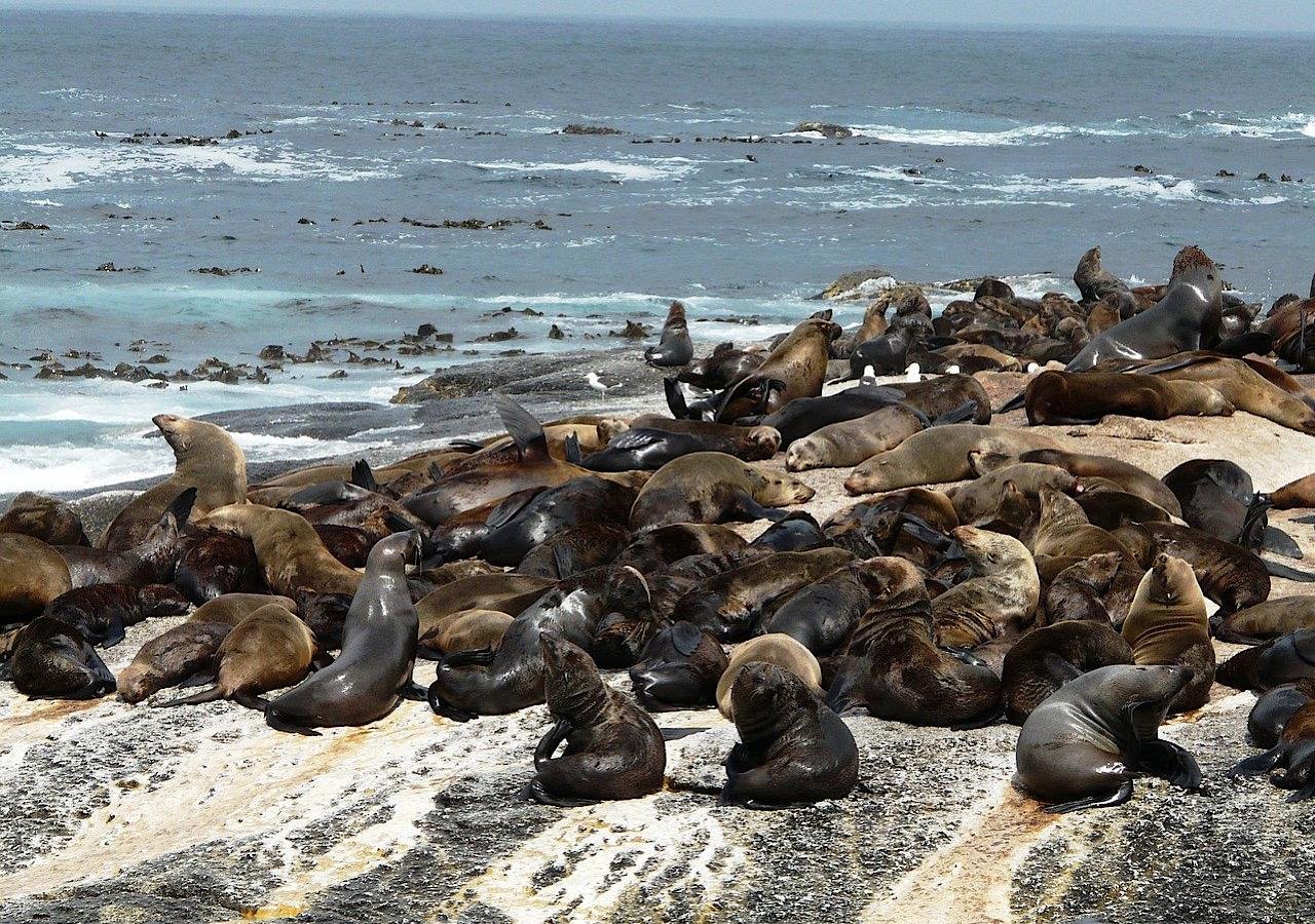 Cape Town Full-Day Tour: Table Mountain, Cape Point & Penguin Colony