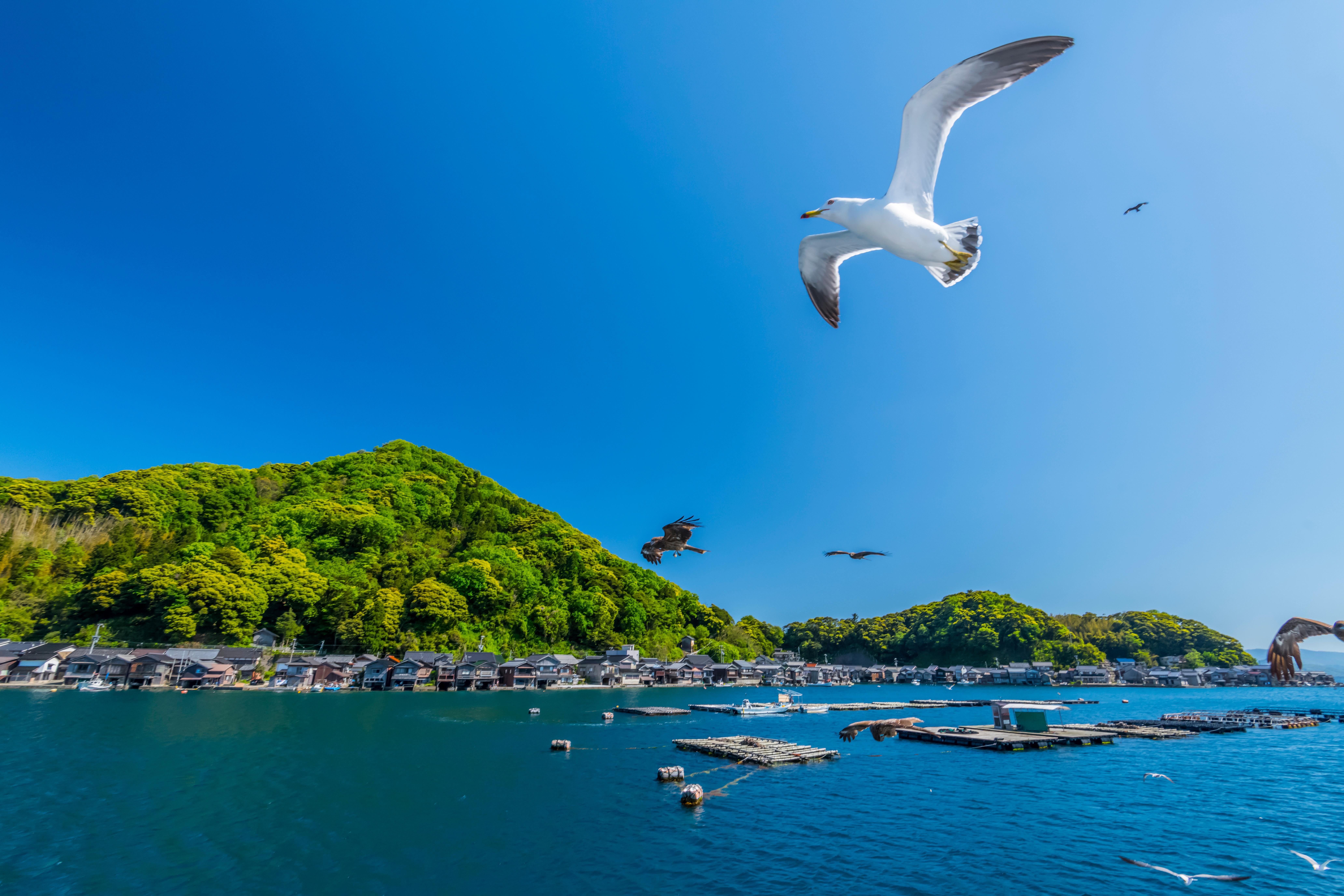 Ine Bay and Amanohashidate Scenic Day Tour from Kyoto or Osaka