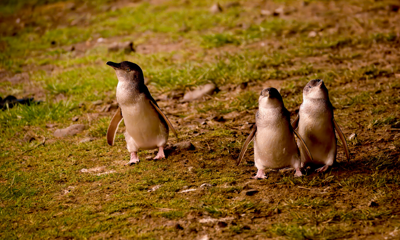 Phillip Island Penguin Parade Afternoon Express from Melbourne