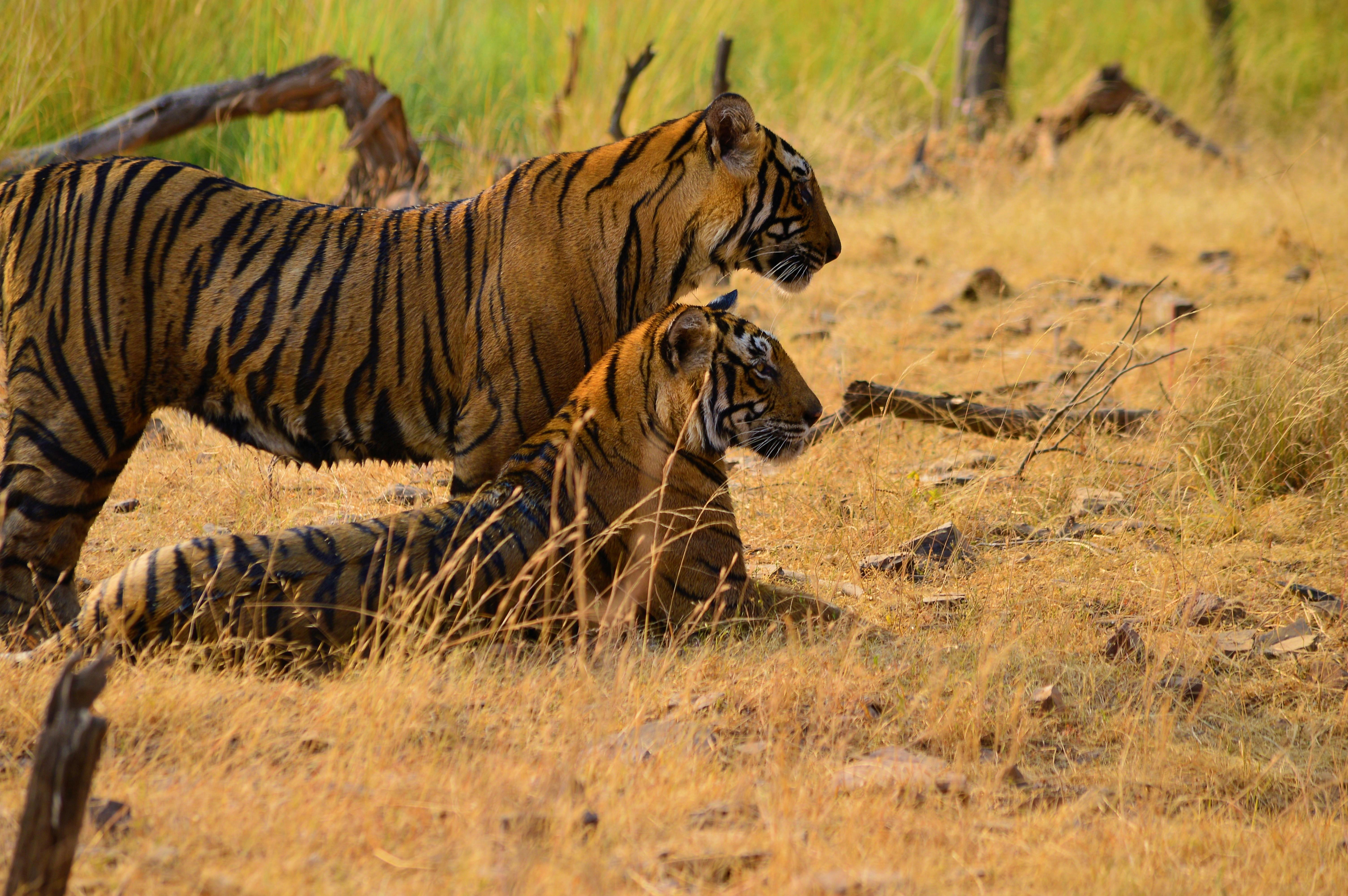 3-Day Ranthambore Tiger Safari Expedition from Delhi