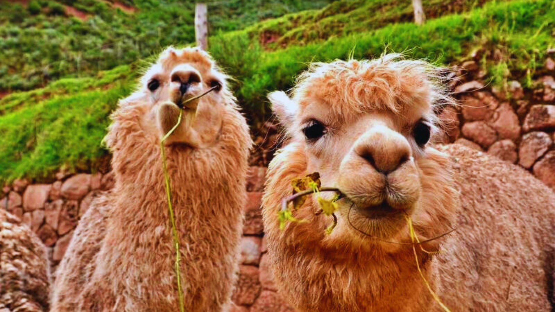 Cusco Wildlife Sanctuary, Empanada Making & City Highlights Tour