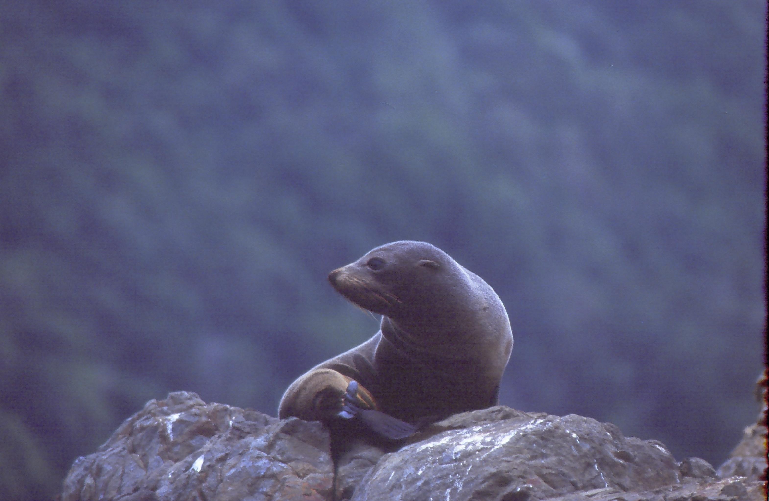 Kaikōura: Snorkeling with New Zealand Fur Seals