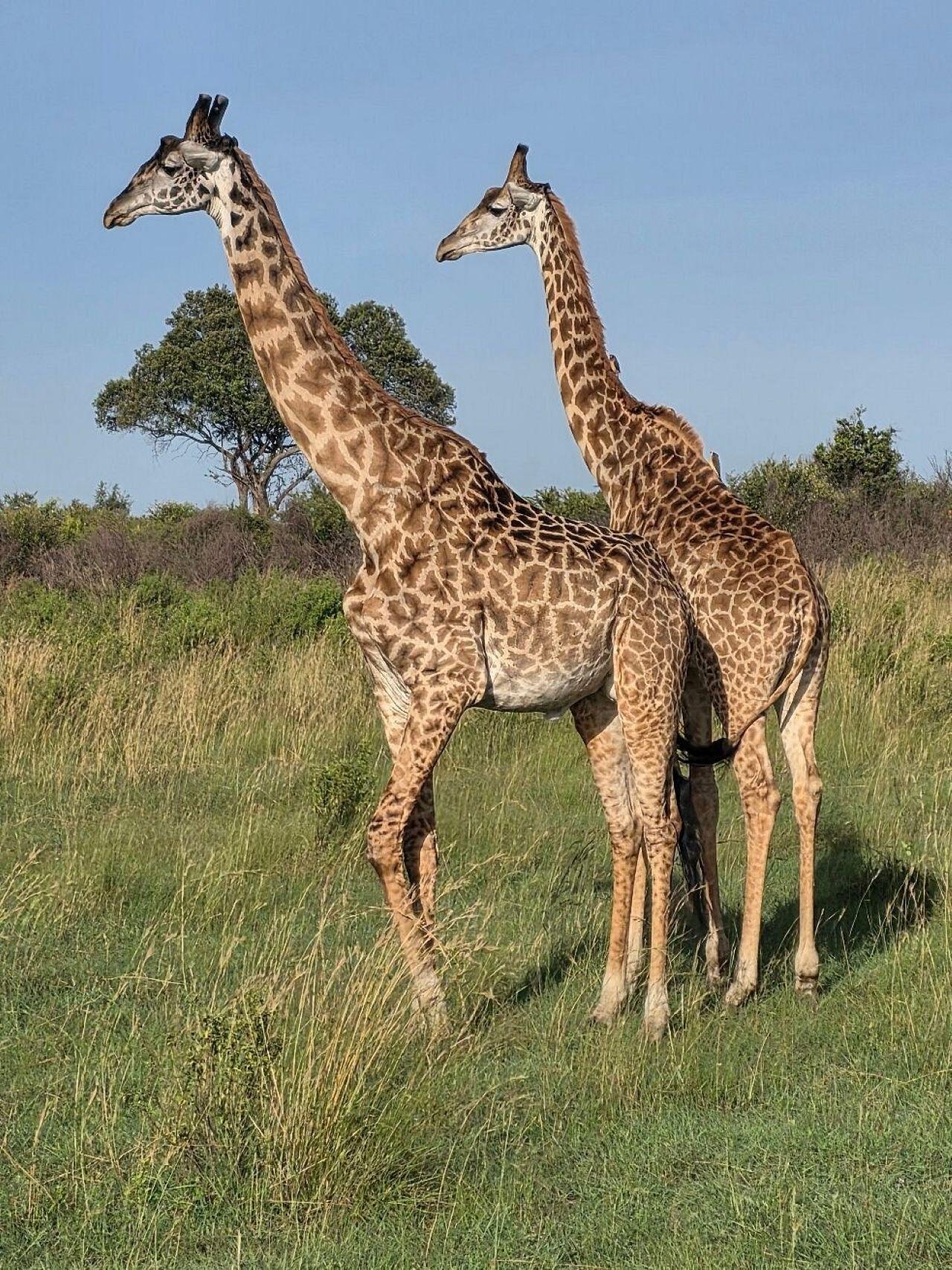 3-Day Maasai Mara Shared Jeep Safari from Nairobi